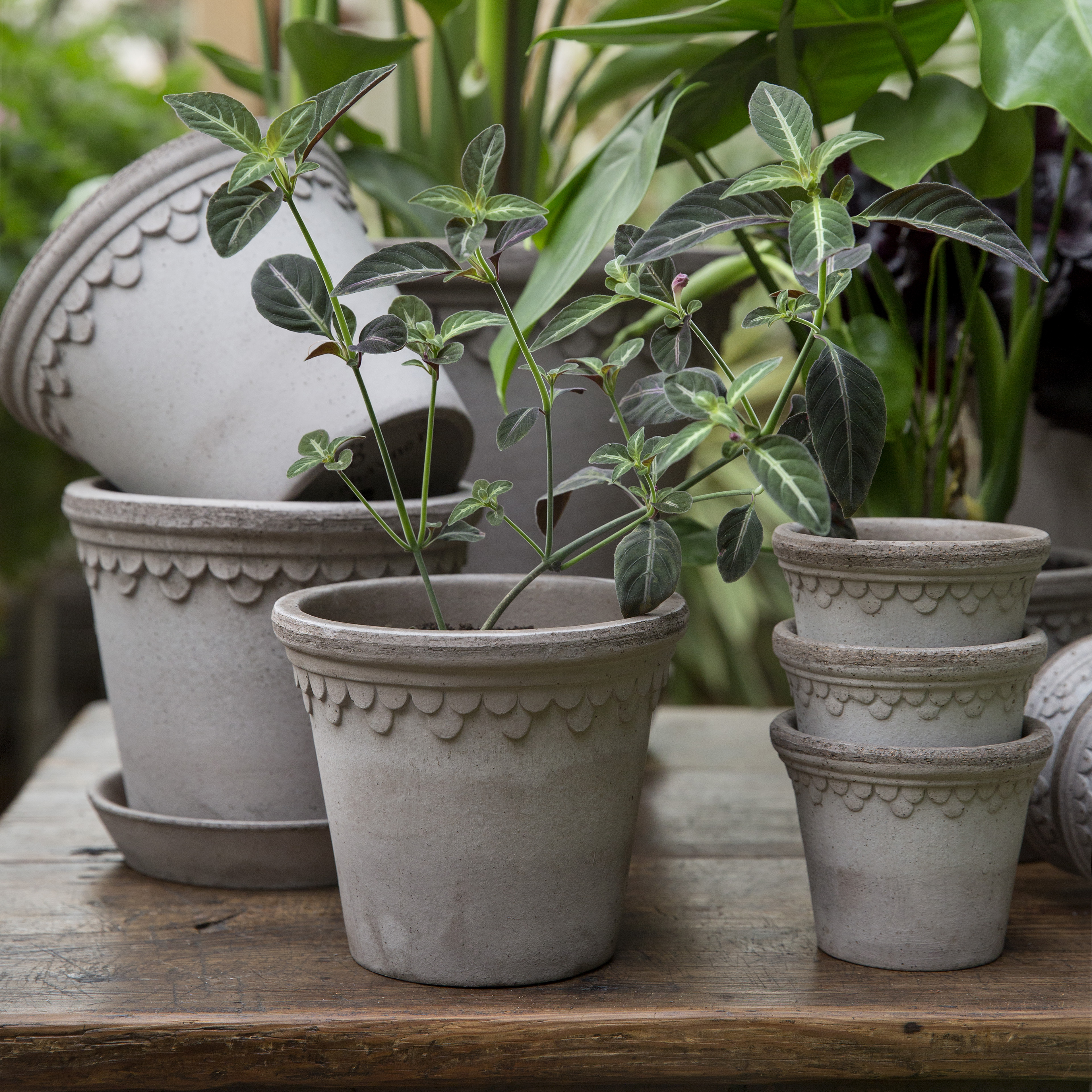 Bergs Potter | バーグスポッター からのCopenhagen 植木鉢 Ø16