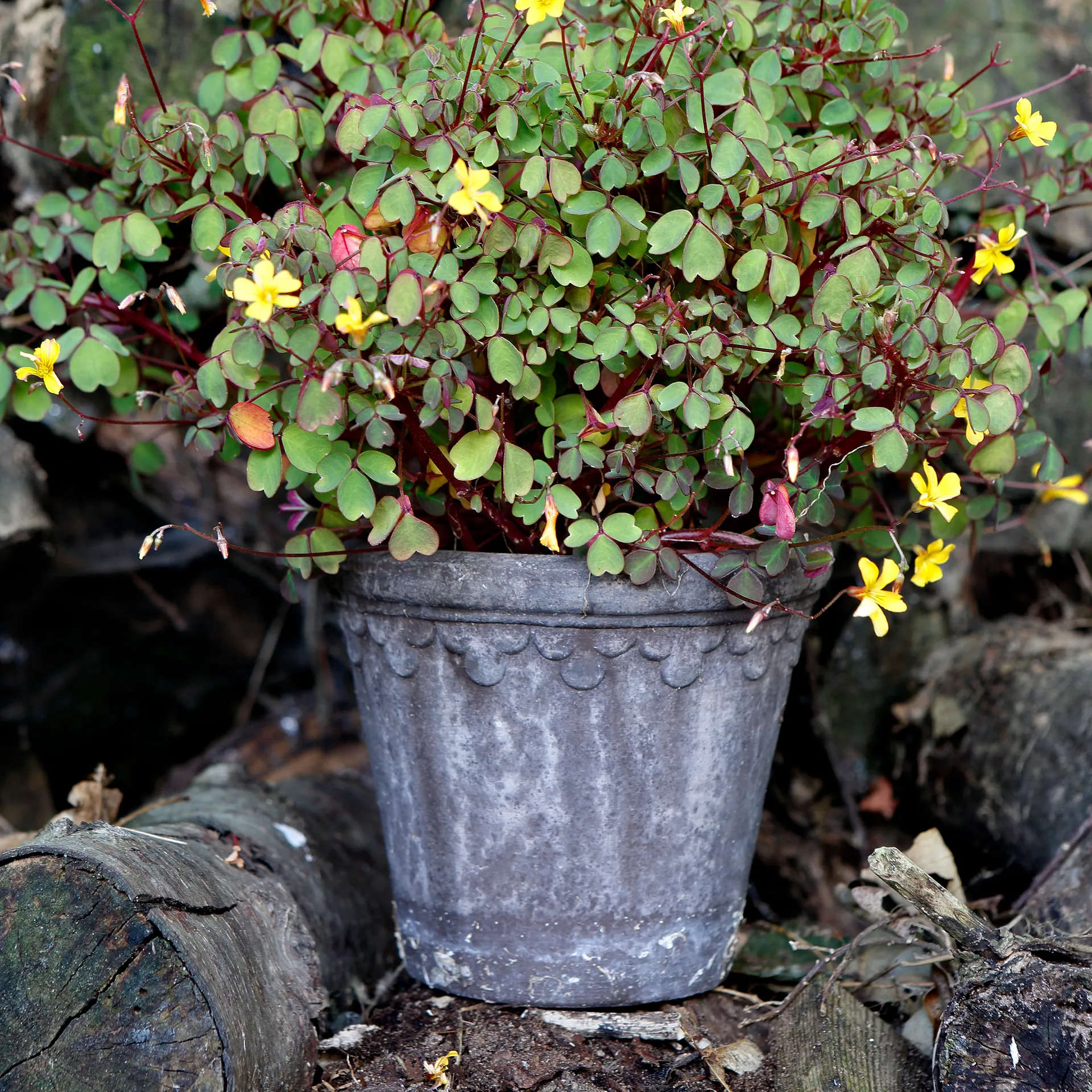 Copenhagen 植木鉢 Ø16 cm, Grey Bergs Potter | バーグスポッター