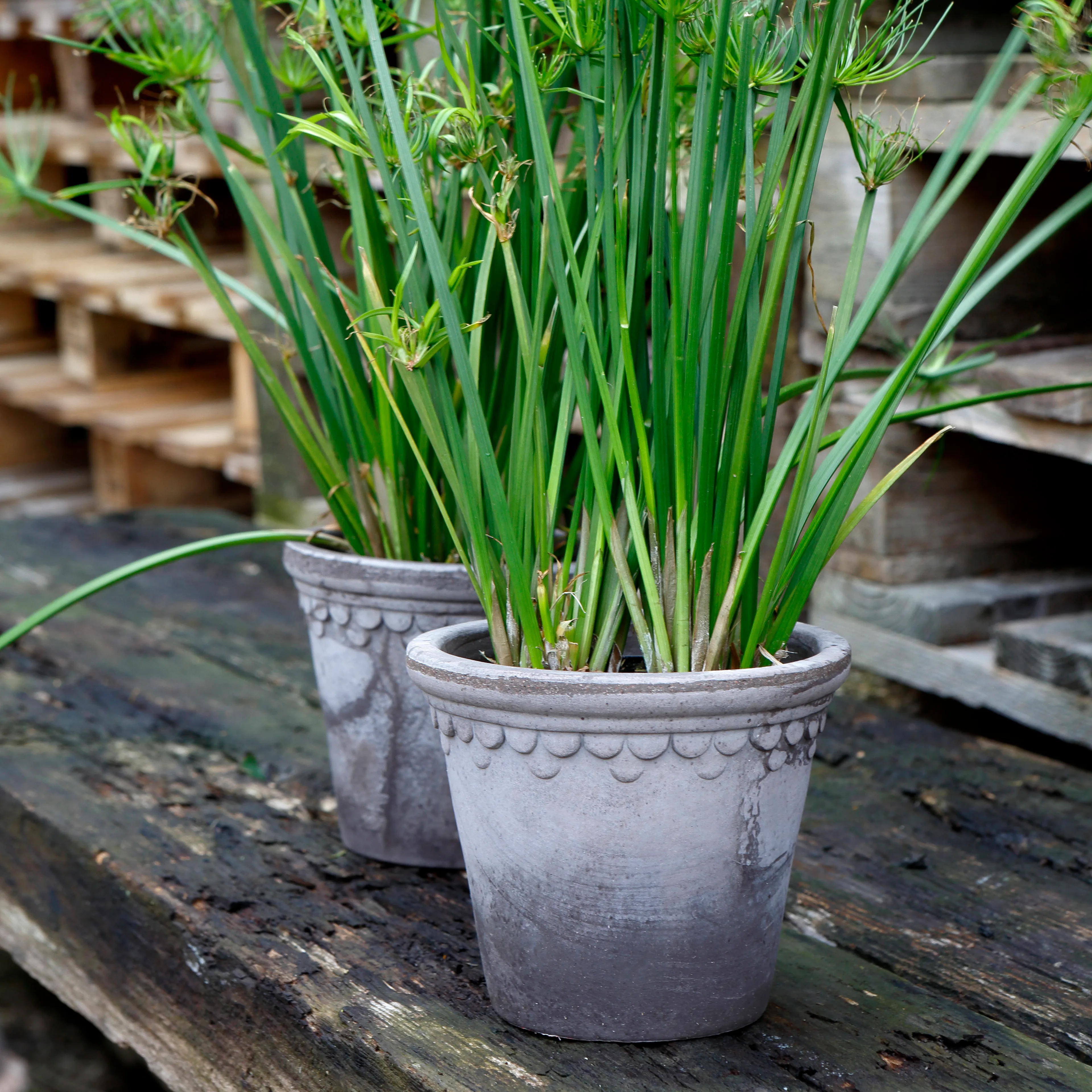 Bergs Potter | バーグスポッター からのCopenhagen 植木鉢 Ø18 cm