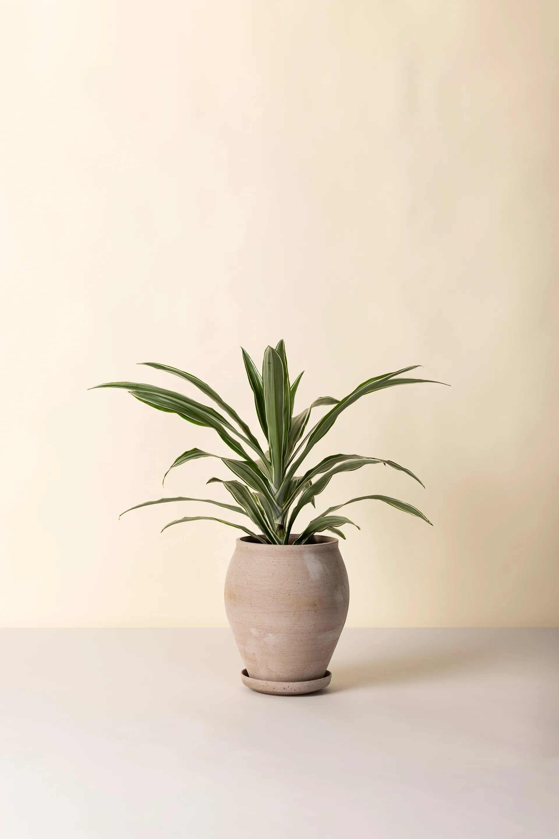 Delphi ポット 受け皿付き, Grey, Ø22 cm, tall Bergs Potter | バーグスポッター