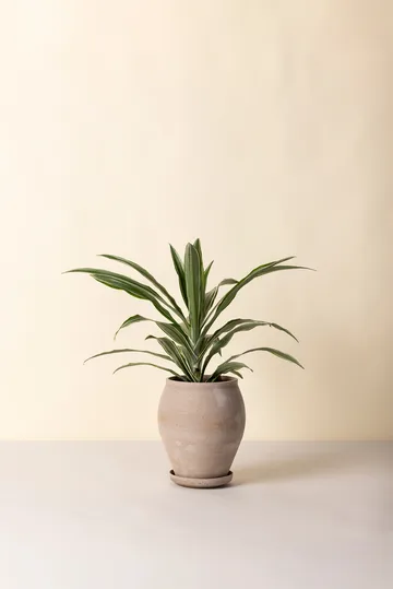 Delphi ポット 受け皿付き - Grey, Ø22 cm, tall - Bergs Potter | バーグスポッター