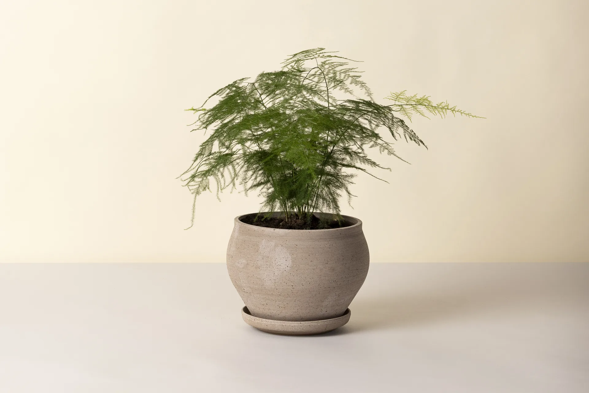 Delphi ポット 受け皿付き, Grey, Ø24 cm, low Bergs Potter | バーグスポッター