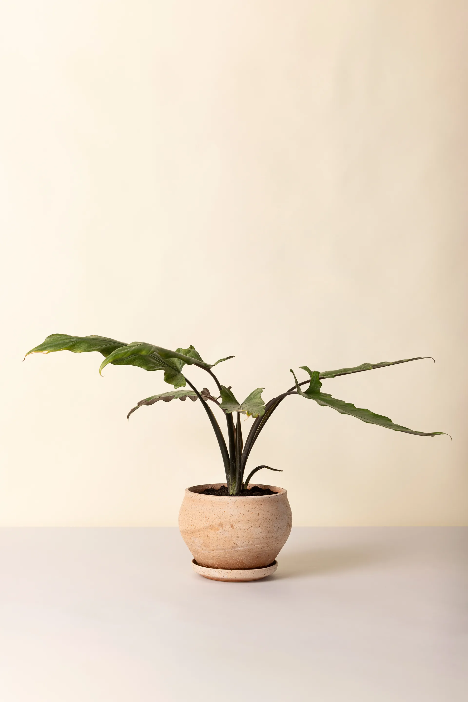 Delphi ポット 受け皿付き, Pink, Ø24 cm, low Bergs Potter | バーグスポッター