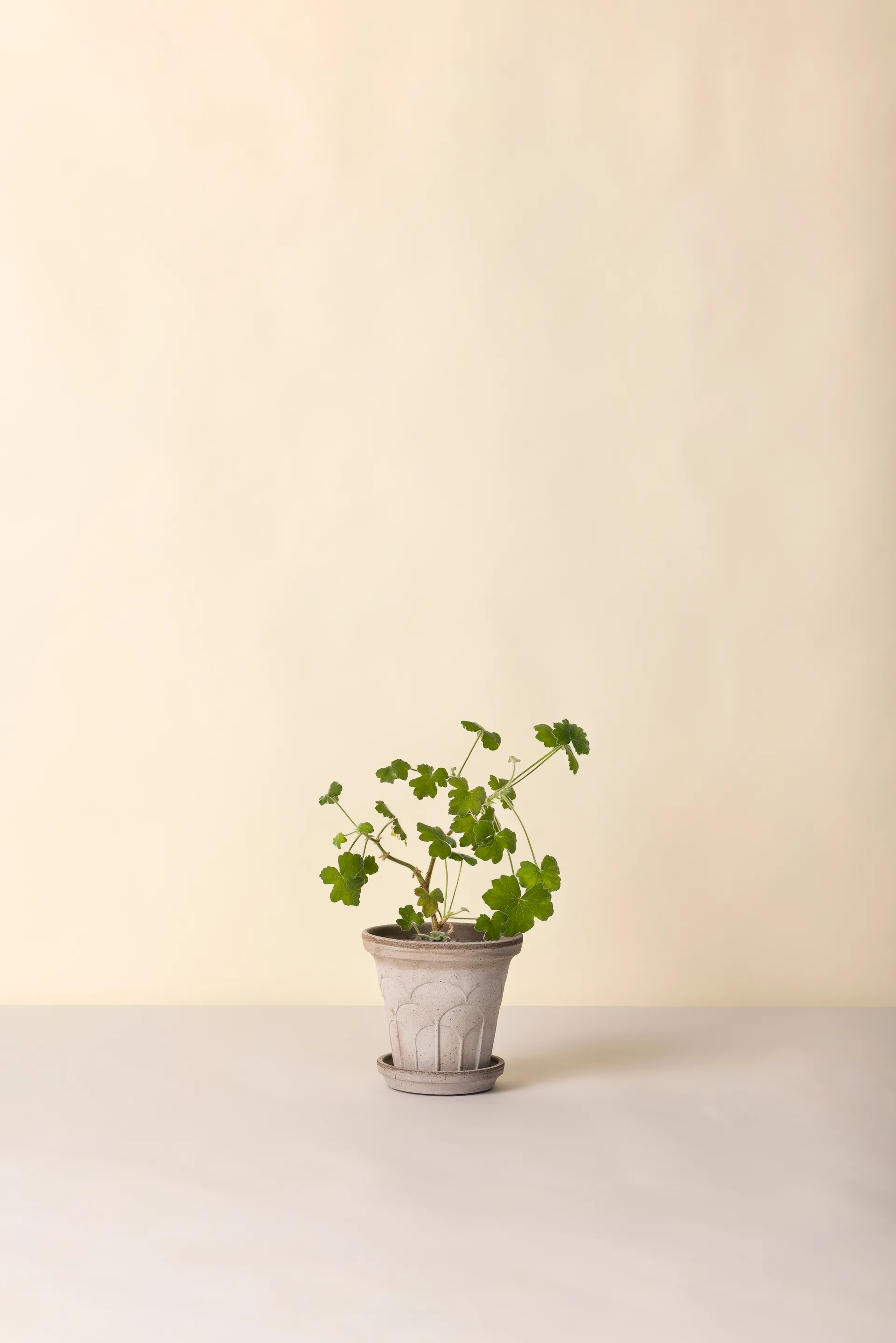 Fleur ポット 受け皿付き 2点セット, Grey, Ø16 cm Bergs Potter | バーグスポッター