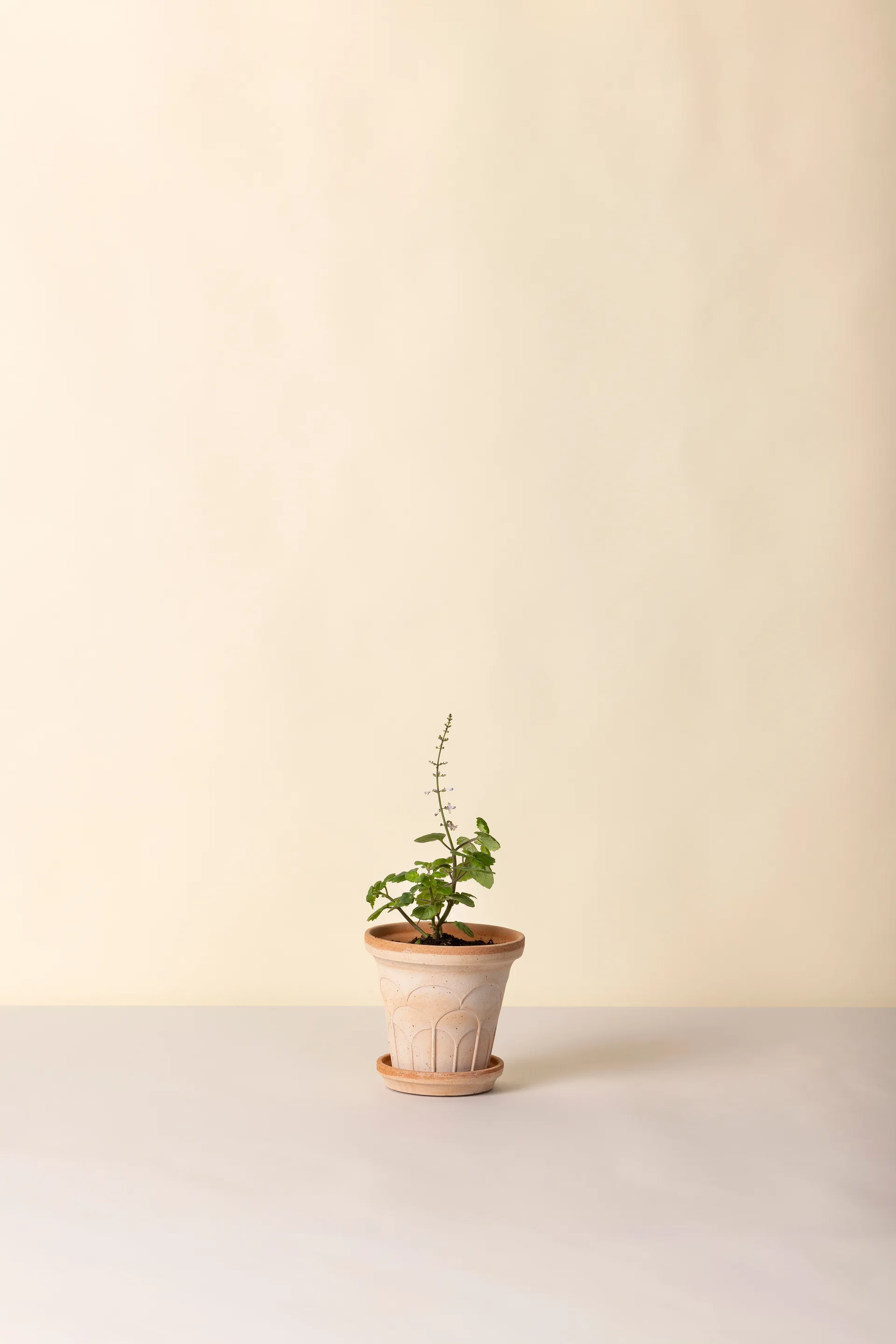 Fleur ポット 受け皿付き 2点セット, Pink, Ø14 m Bergs Potter | バーグスポッター