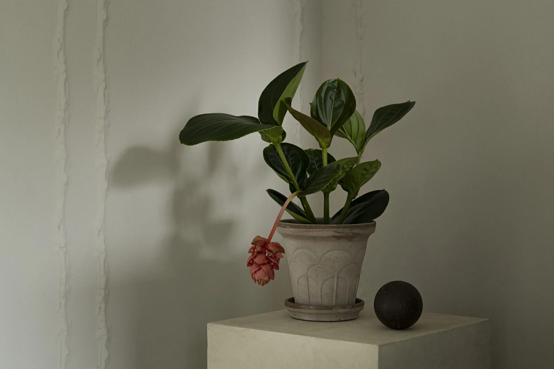 Fleur ポット 受け皿付き, Grey, Ø18 cm Bergs Potter | バーグスポッター