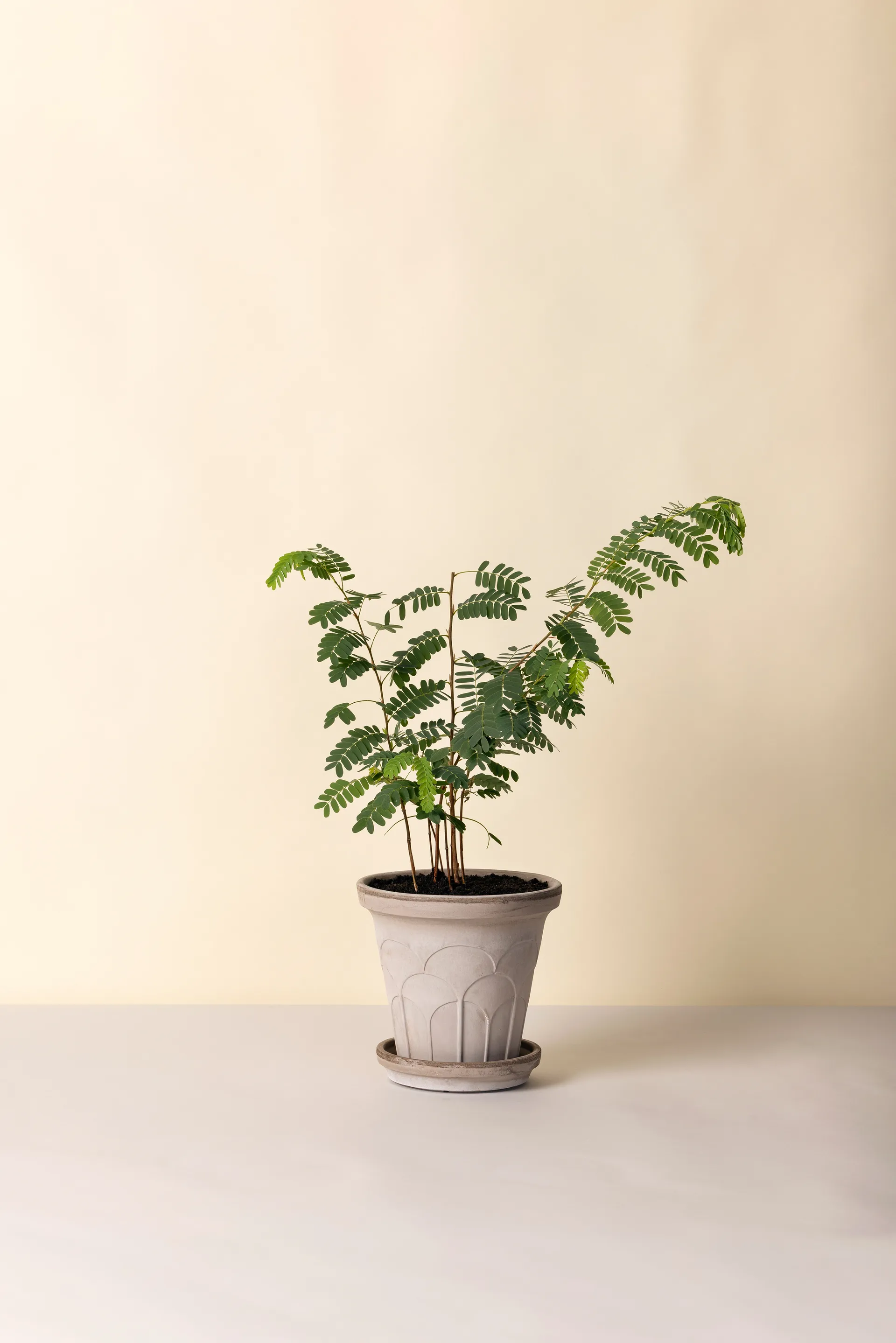 Fleur ポット 受け皿付き, Grey, Ø21 cm Bergs Potter | バーグスポッター