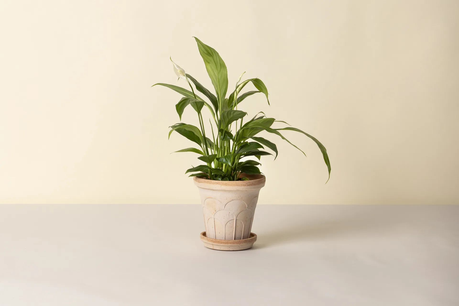 Fleur ポット 受け皿付き, Pink, Ø16 cm Bergs Potter | バーグスポッター