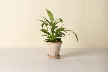 Fleur ポット 受け皿付き - Pink, Ø16 cm - Bergs Potter | バーグスポッター