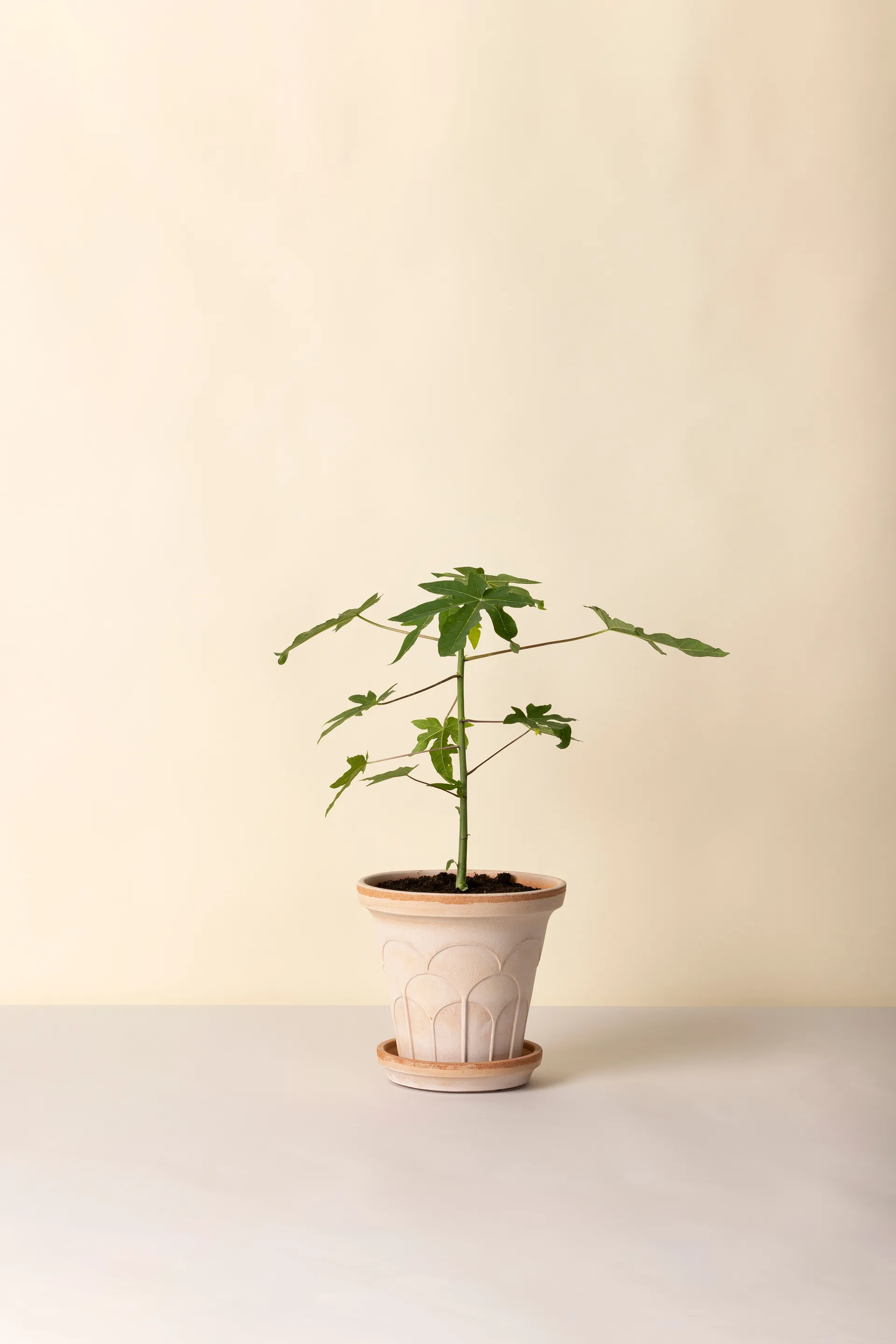 Fleur ポット 受け皿付き, Pink, Ø21 cm Bergs Potter | バーグスポッター