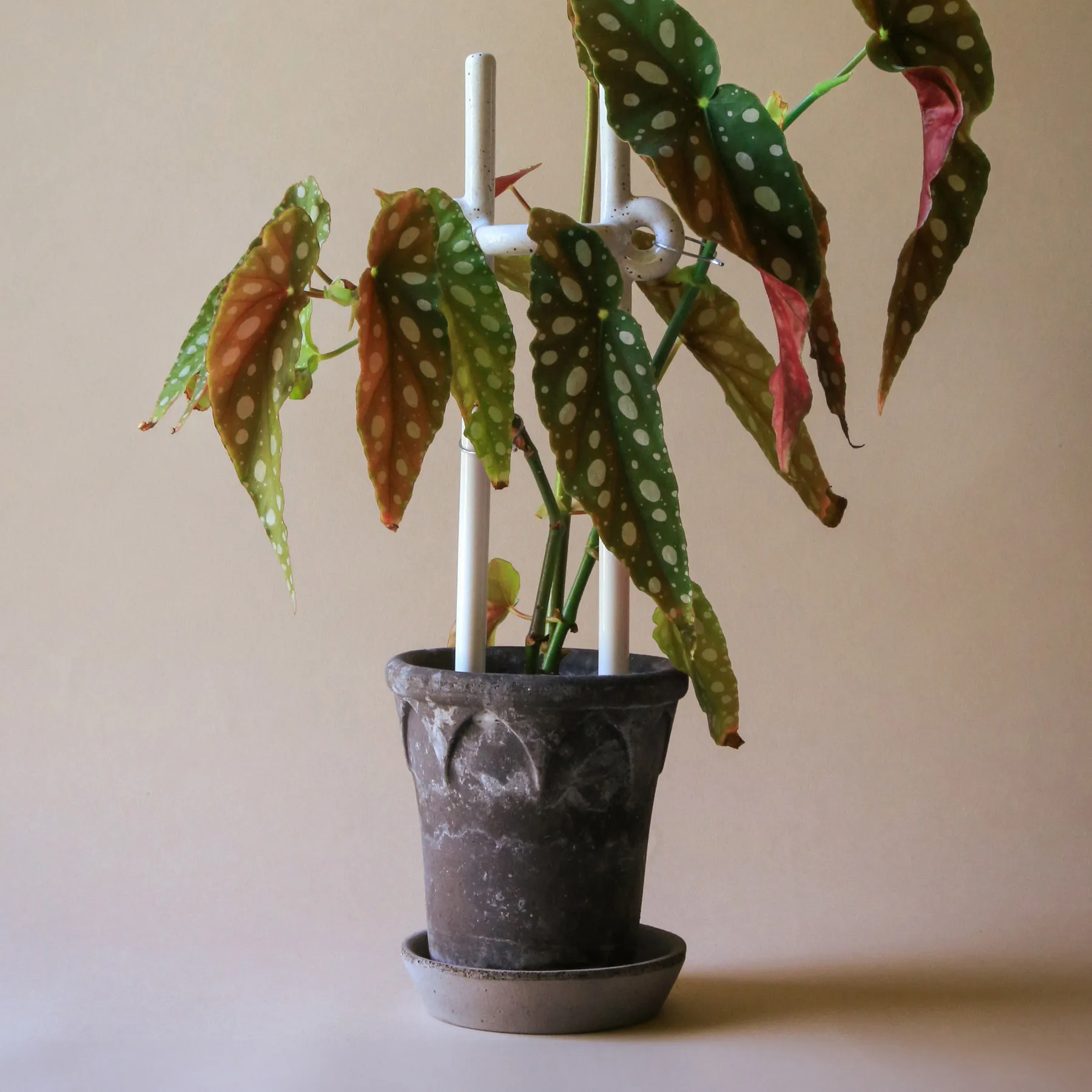 Folk Hinto 植物サポーター, Pebble White Bergs Potter | バーグスポッター