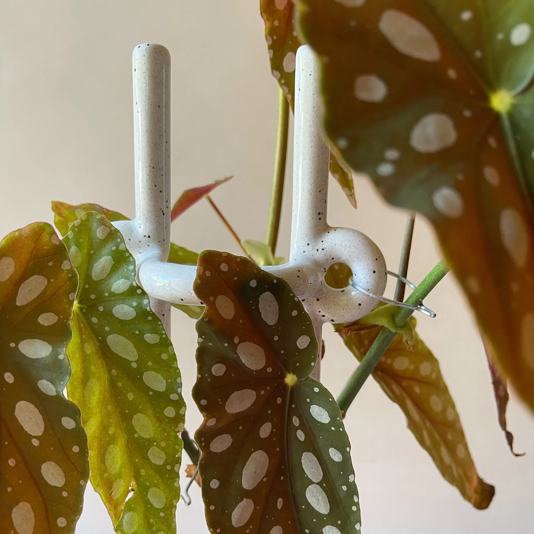 Folk Hinto 植物サポーター, Pebble White Bergs Potter | バーグスポッター