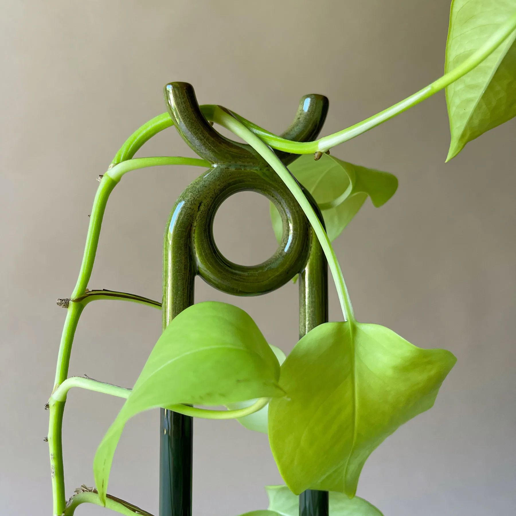 Folk Oni 植物サポーター, Moss green Bergs Potter | バーグスポッター