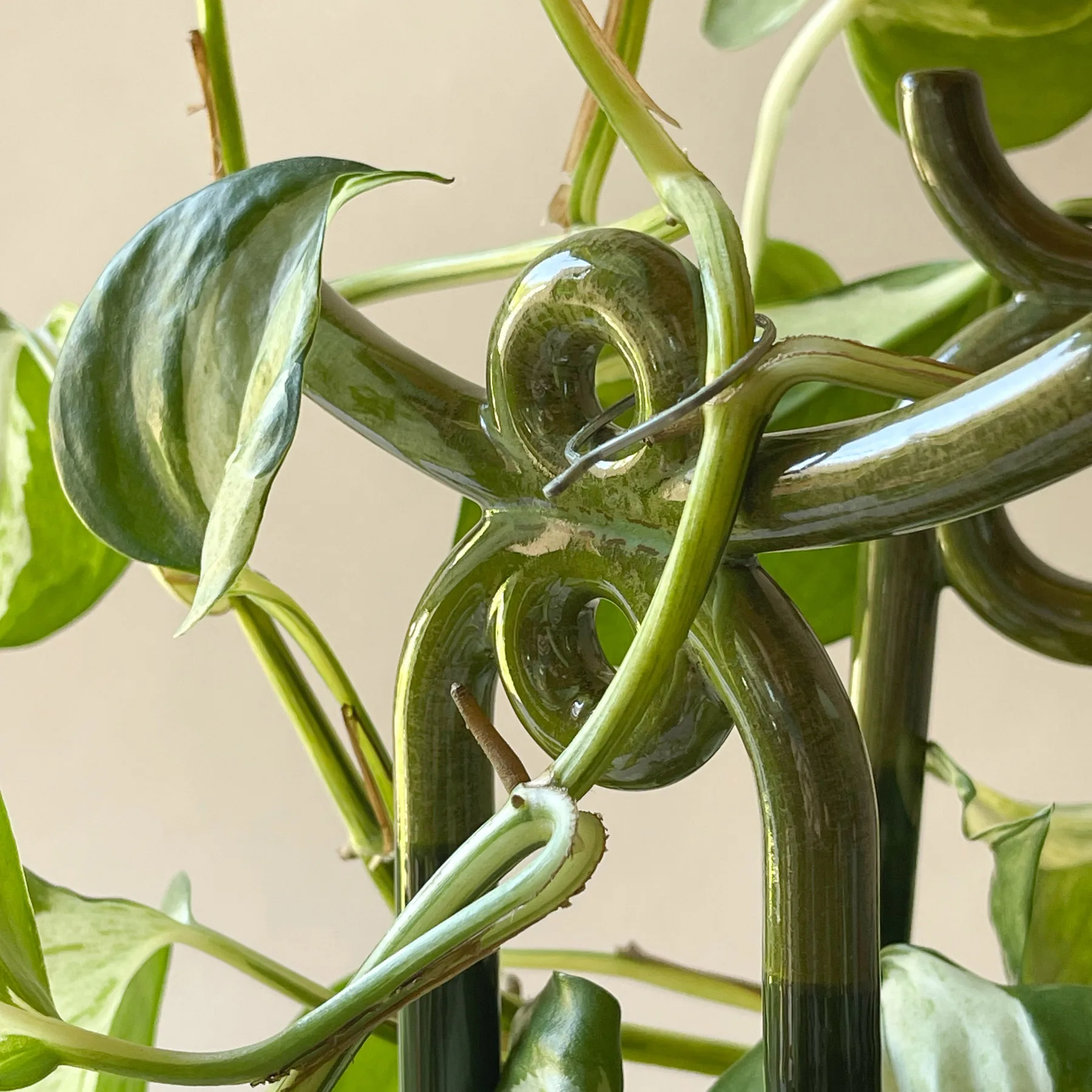 Folk Yuma 植物サポーター, Moss green Bergs Potter | バーグスポッター