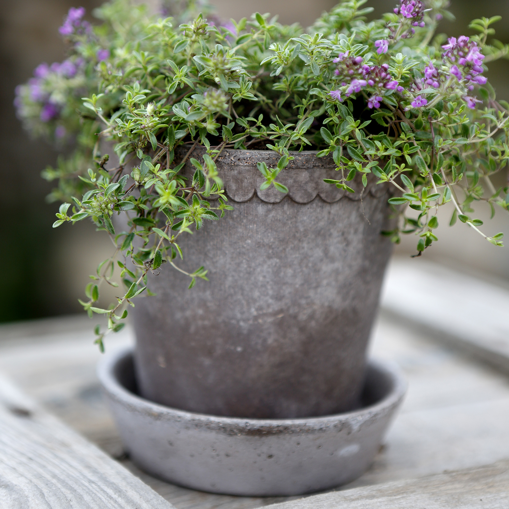 Bergs Potter | バーグスポッター からのHelena 植木鉢 10 cm