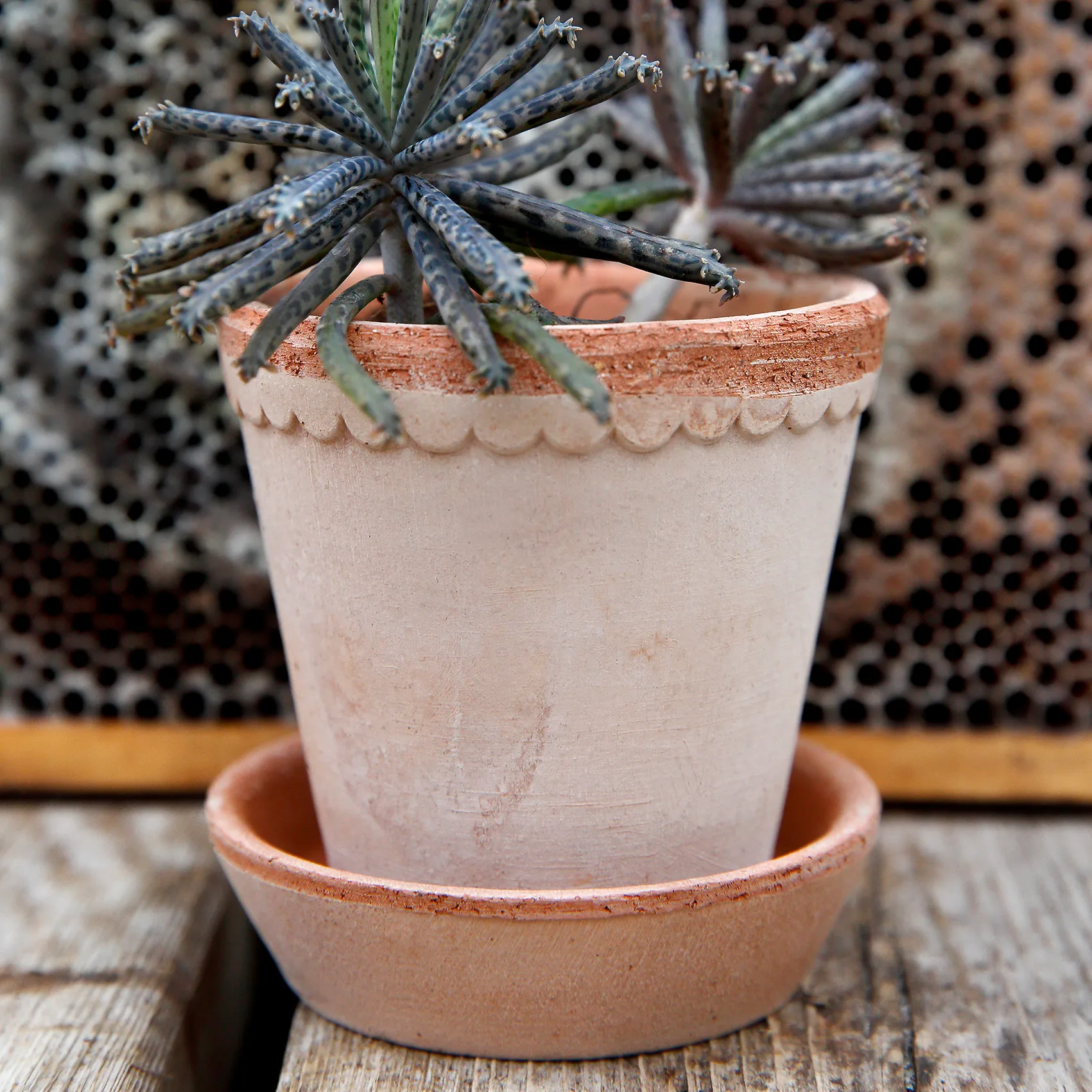 Bergs Potter | バーグスポッター からのHelena 植木鉢 10 cm