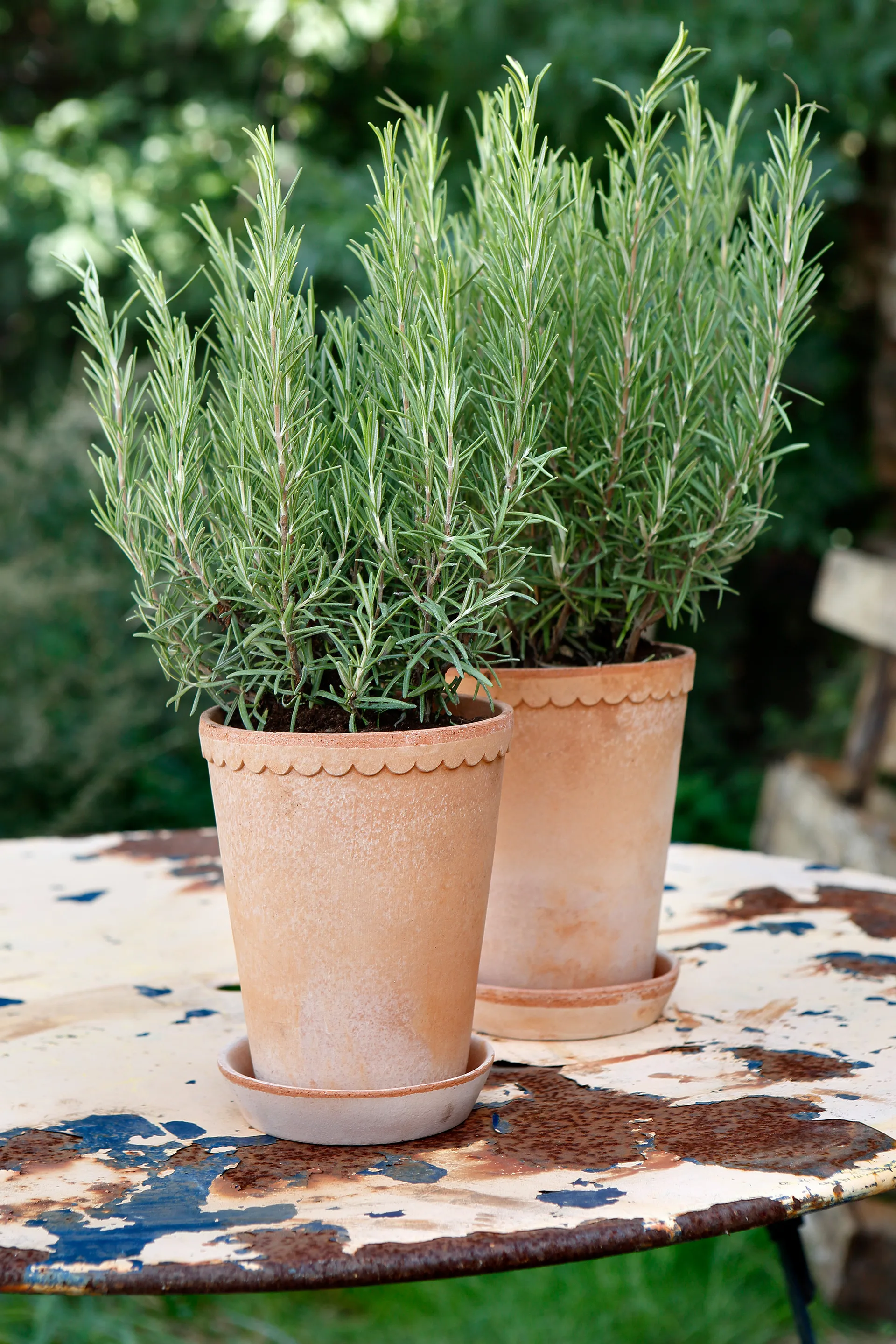 Helena 鉢 high Ø14 cm, pink Bergs Potter | バーグスポッター