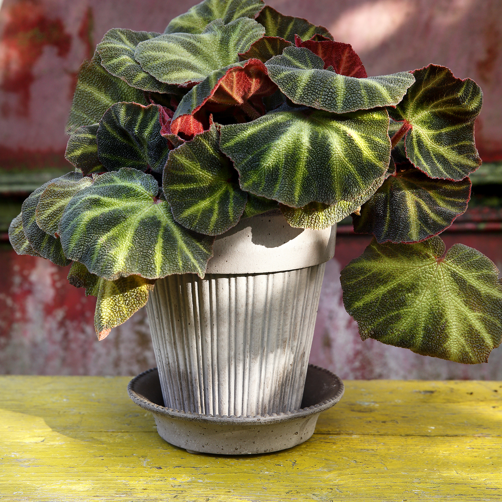 BERGS Potter SIMONA 18 植木鉢　 バーグスポッター Bergs Potter | バーグスポッター からのSimona 植木鉢 glazed