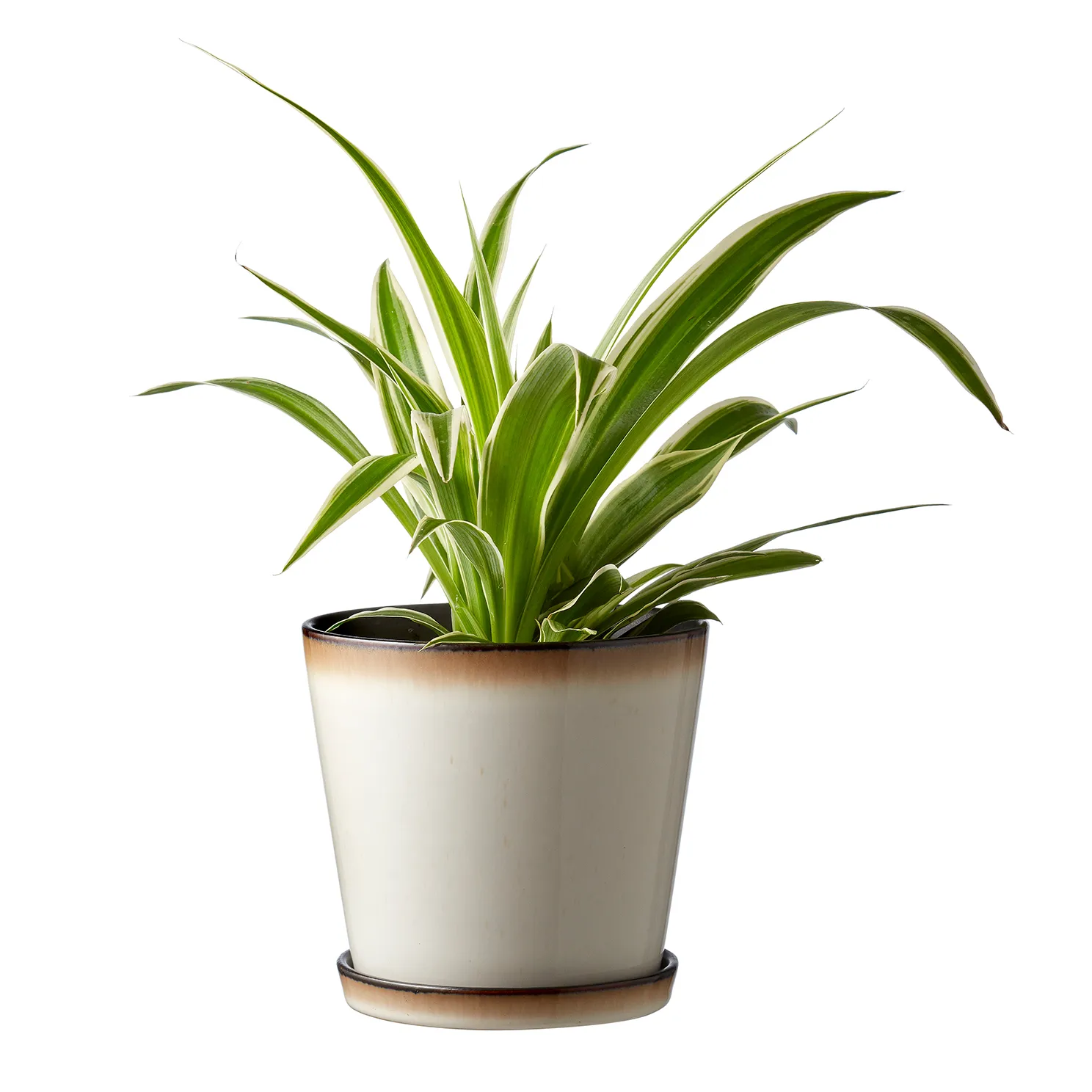 Bitz 植木鉢 ソーサー付き Ø14 cm, cream white-black Bitz | ビッツ