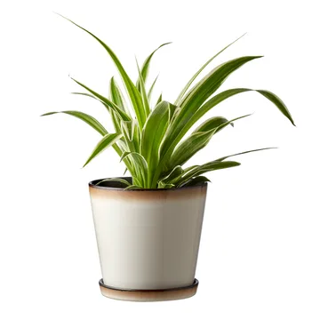 Bitz 植木鉢 ソーサー付き Ø14 cm - cream white-black - Bitz | ビッツ