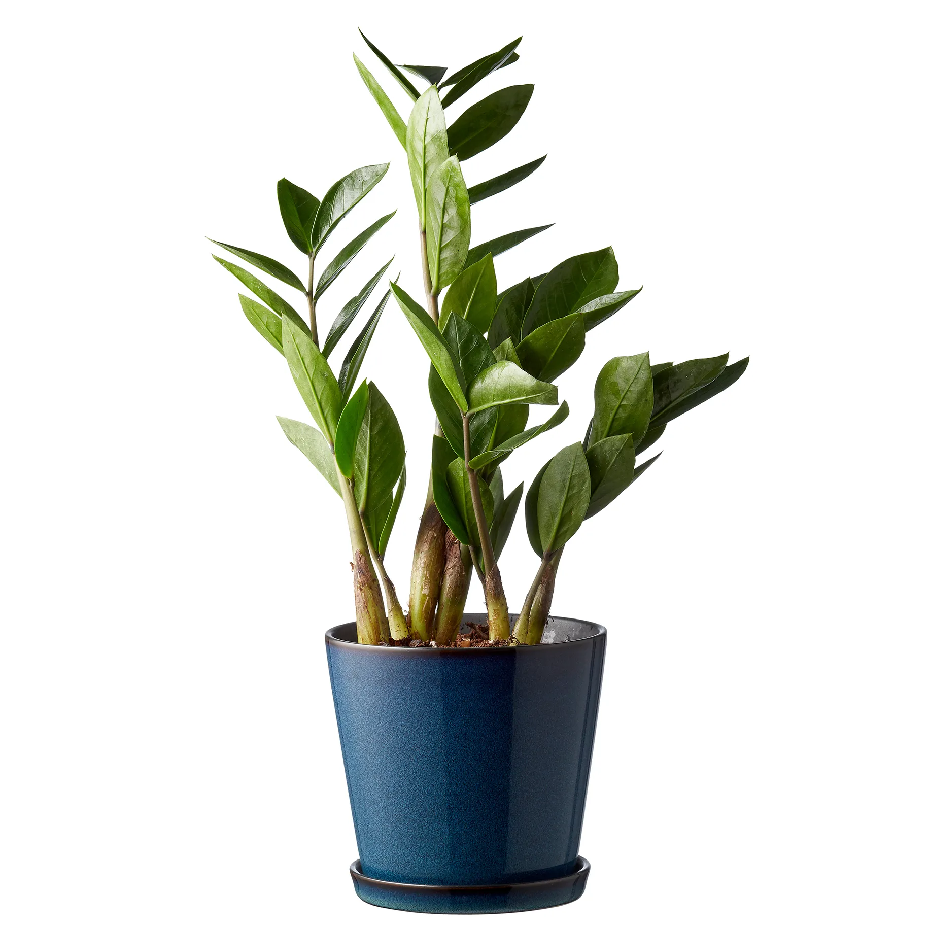 Bitz 植木鉢 ソーサー付き Ø14 cm, dark blue-black Bitz | ビッツ