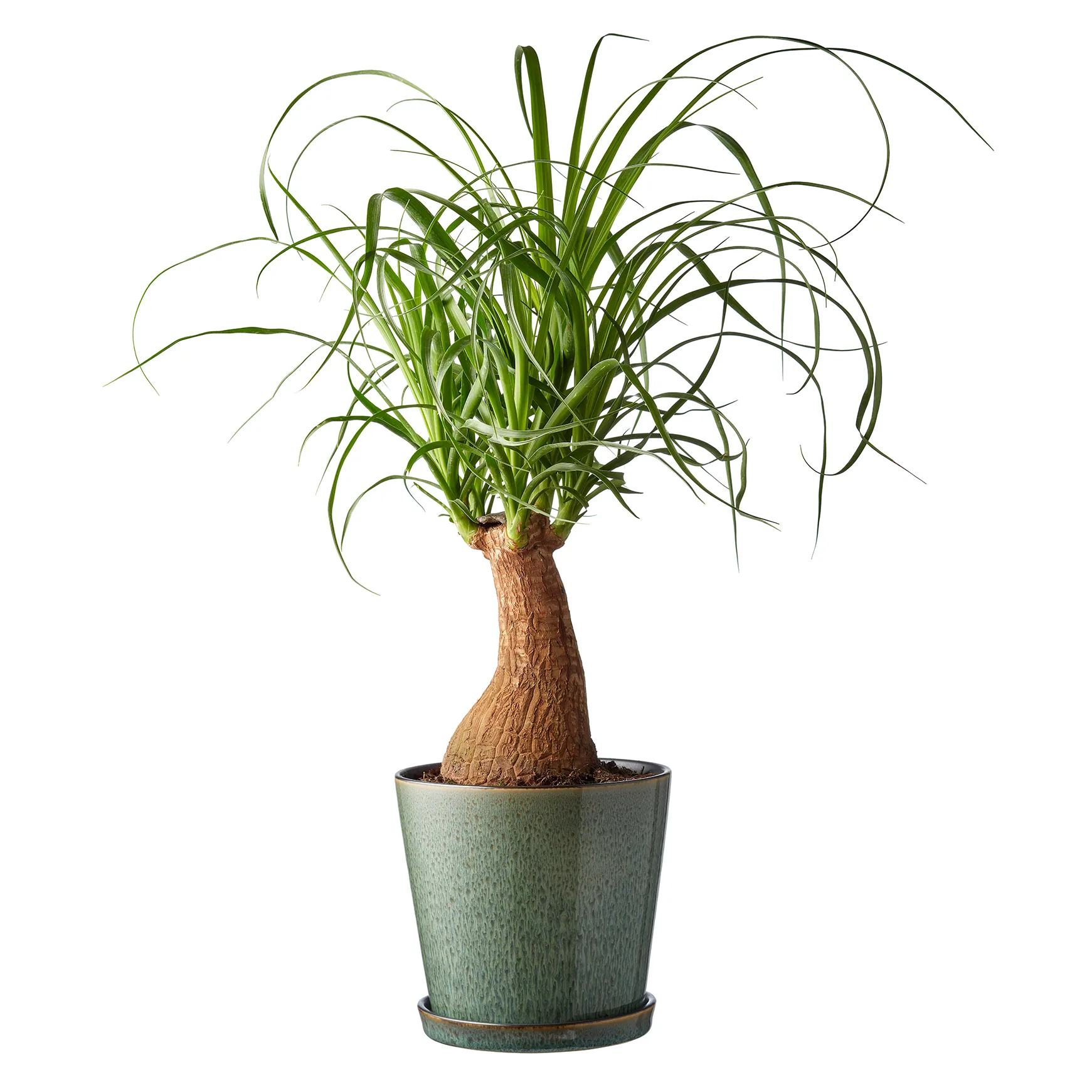 Bitz 植木鉢 ソーサー付き Ø14 cm, green-black Bitz | ビッツ
