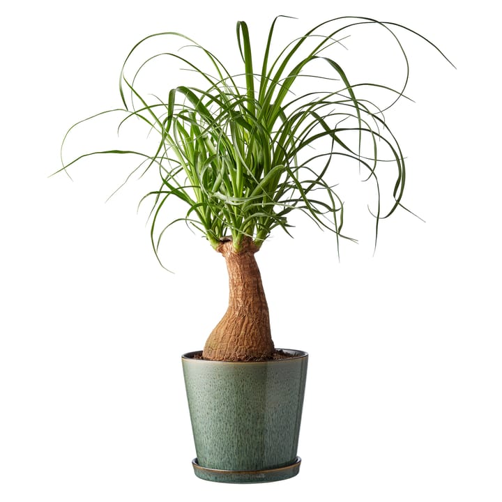 Bitz 植木鉢 ソーサー付き Ø14 cm, green-black Bitz | ビッツ