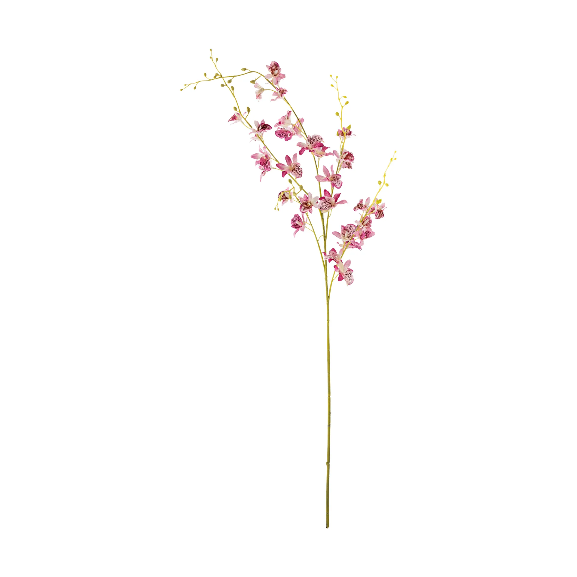 Stem orchid ワックスフラワー, Pink Bloomingville | ブルーミングヴィル