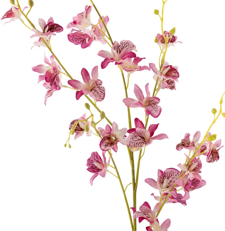 Stem orchid ワックスフラワー, Pink Bloomingville | ブルーミングヴィル