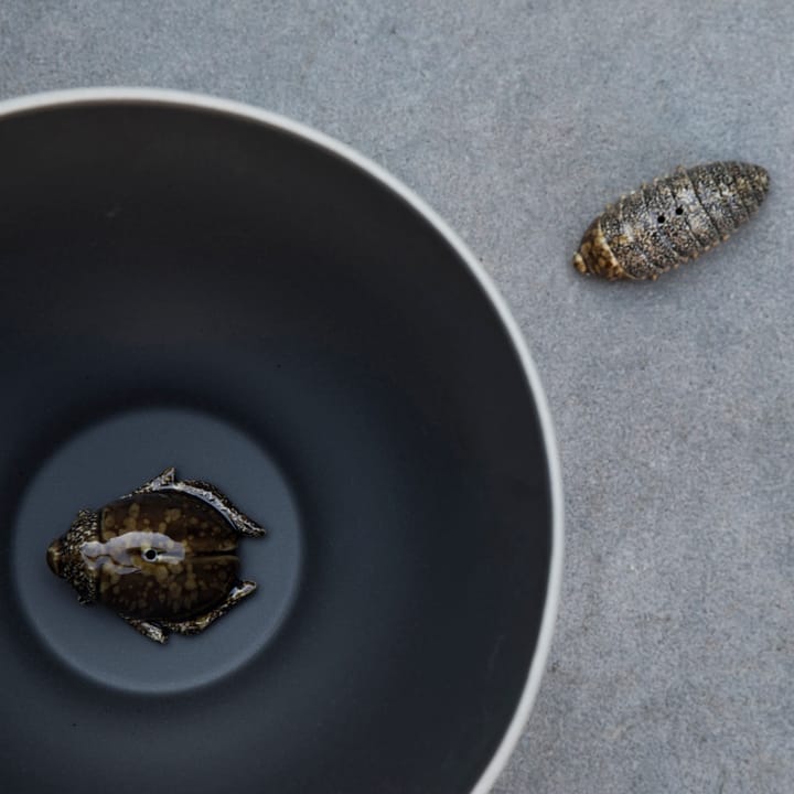 ソルト&ペッパー シェイカー beetles, brown Byon | バイオン