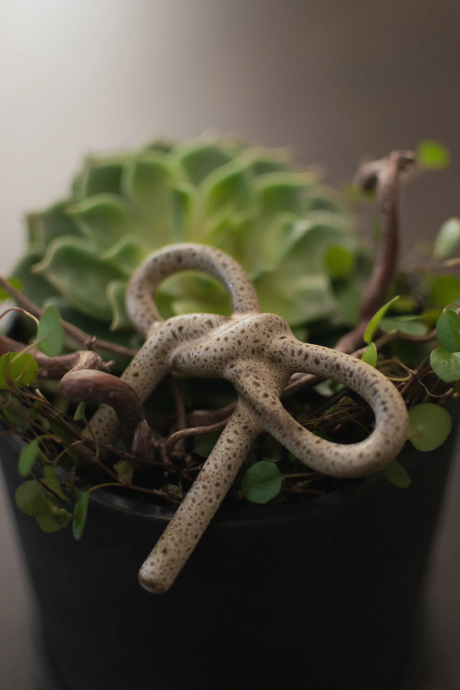 Bowフローラルデコレーション, Beige DBKD | ディービーケーディー