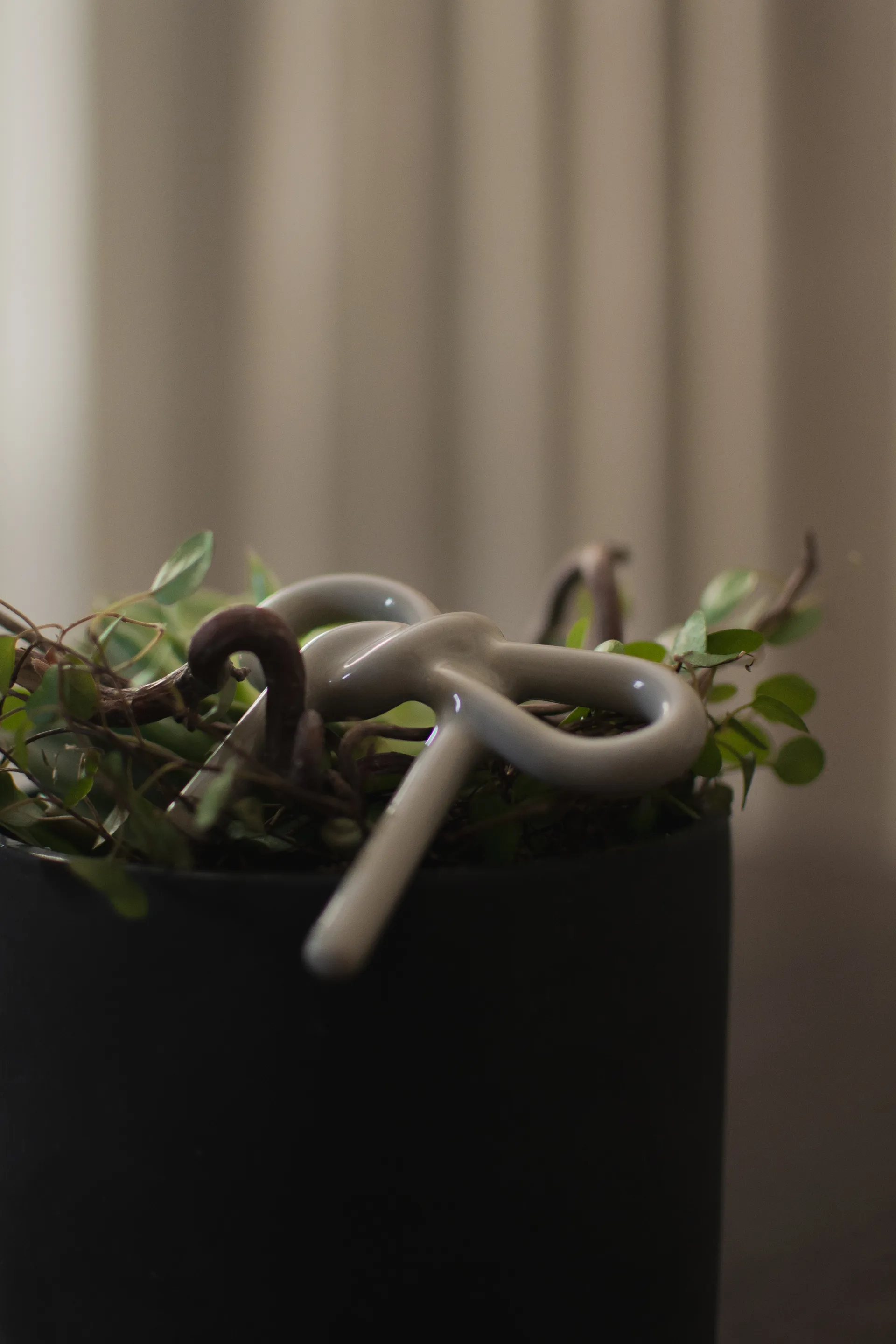 Bowフローラルデコレーション, Shiny Mole DBKD | ディービーケーディー