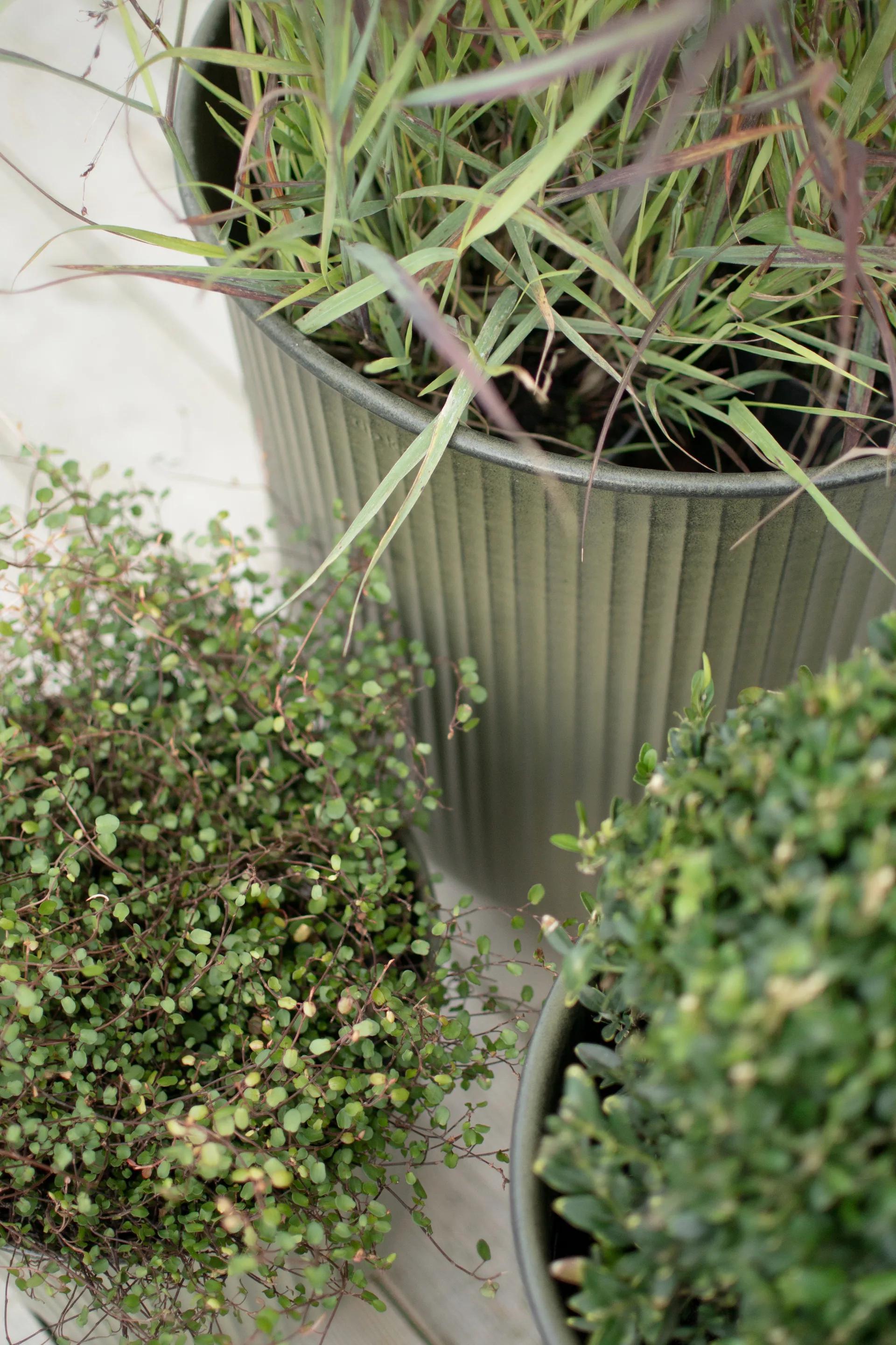 Out stripe 植木鉢 3個セット, Green DBKD | ディービーケーディー