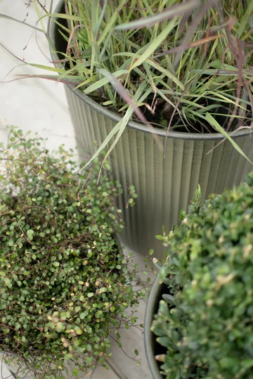 Out stripe 植木鉢 3個セット - Green - DBKD | ディービーケーディー