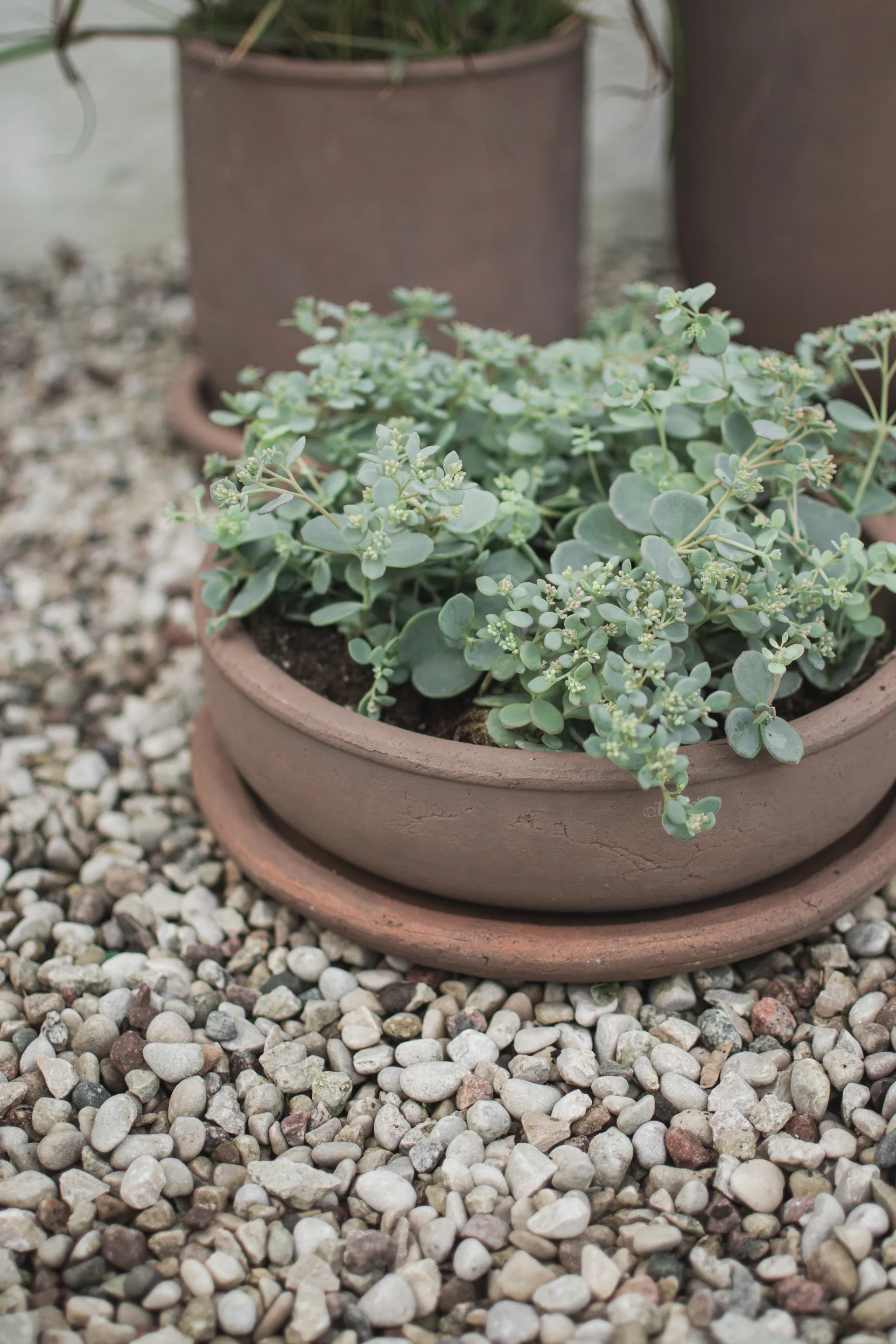 Terra ボウルプランター, Brown, Ø30x10.5 cm DBKD | ディービーケーディー