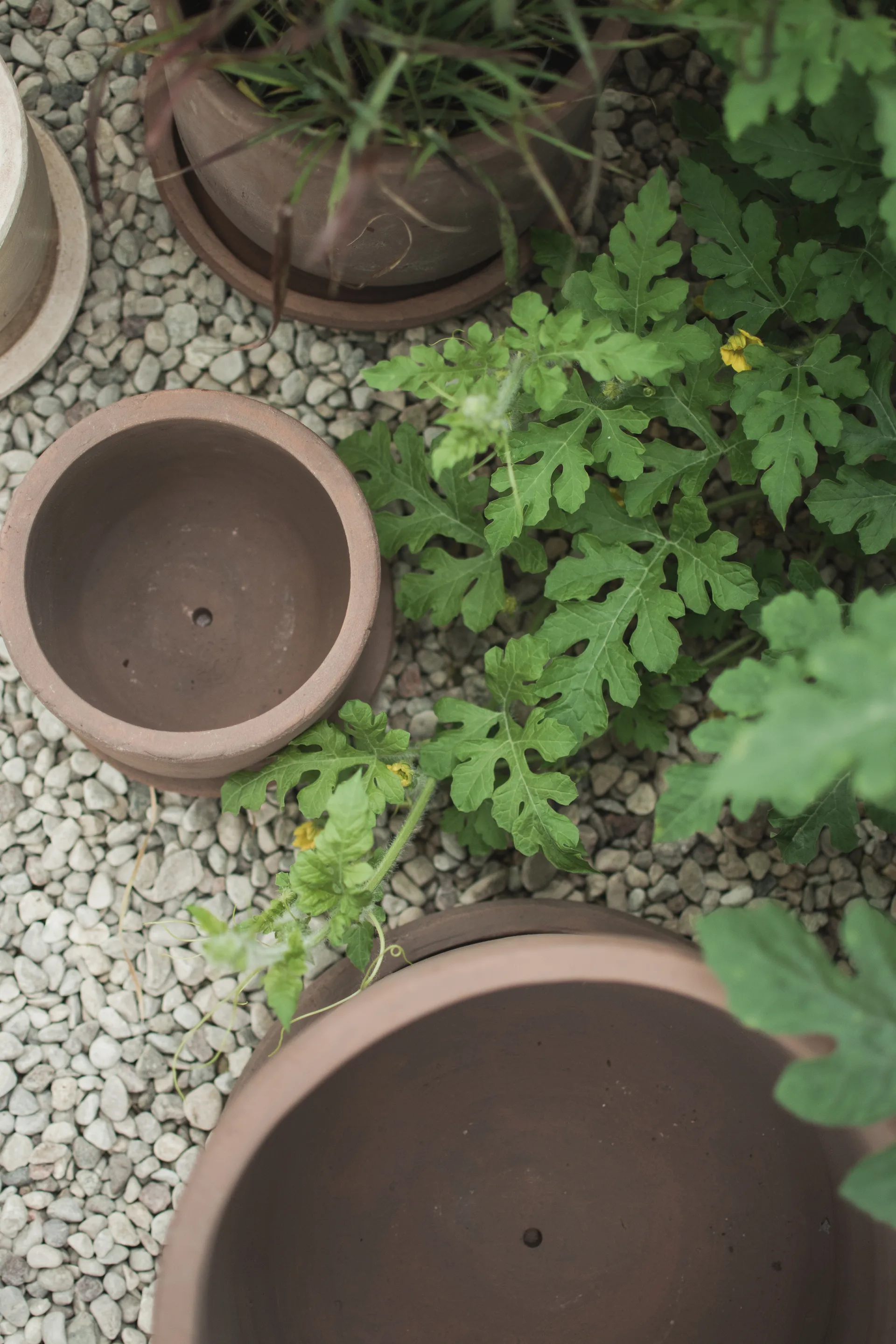 Terra ポット, Brown, Ø33x36 cm DBKD | ディービーケーディー