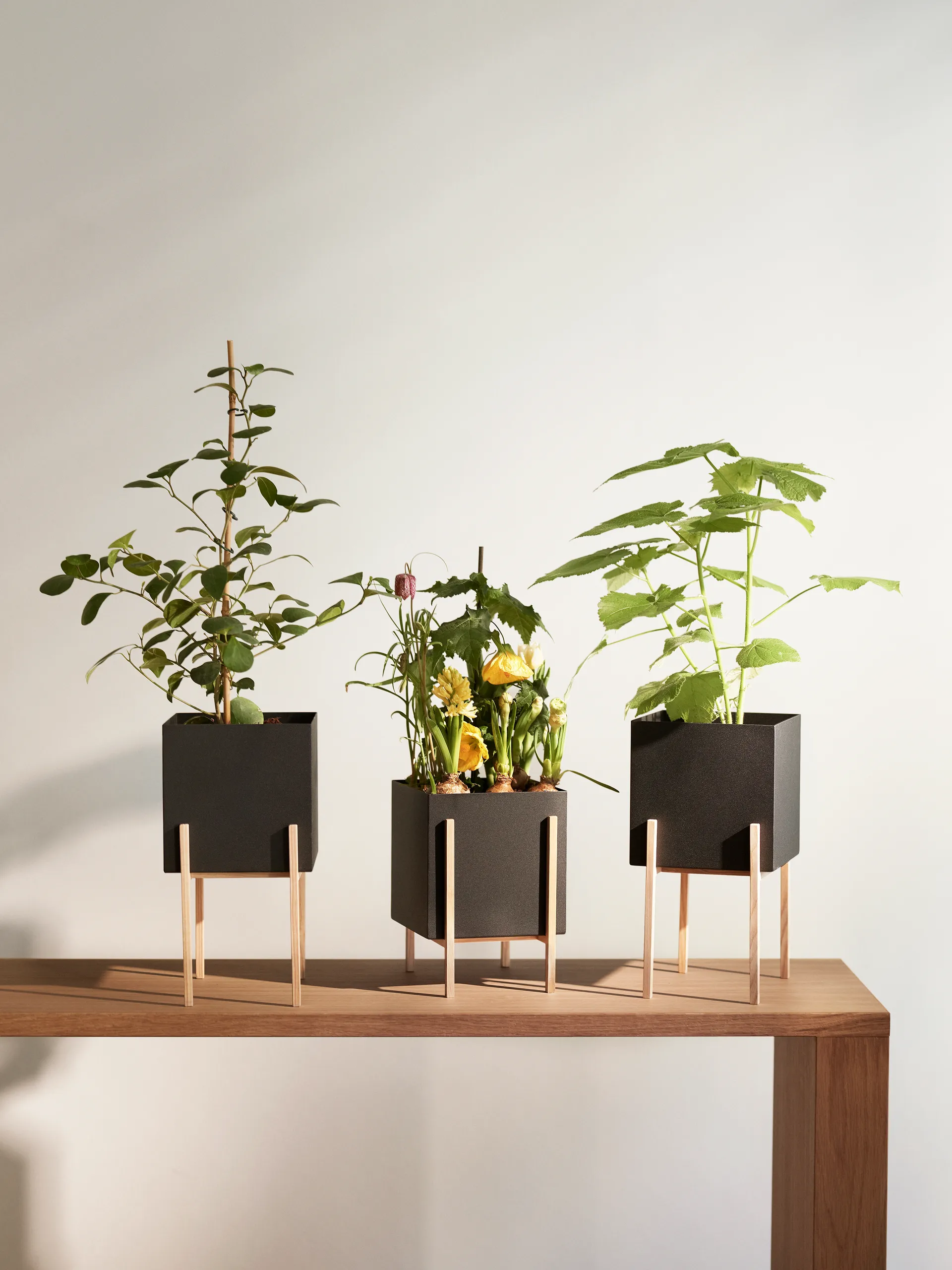 Botanic pedestal 植木鉢, Black-box Design House Stockholm | デザインハウス ストックホルム