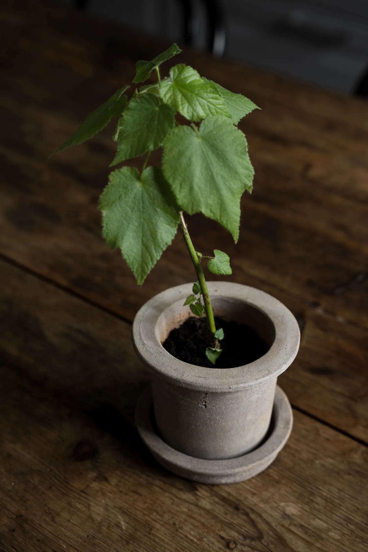 Ernst テラコッタポット 受け皿付き, Ø12x10 cm ERNST | エルンスト