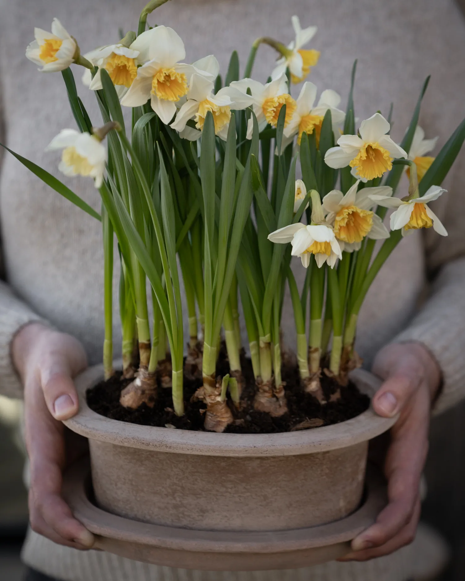 Ernst テラコッタポット オーバル 2ピース, Brown ERNST | エルンスト