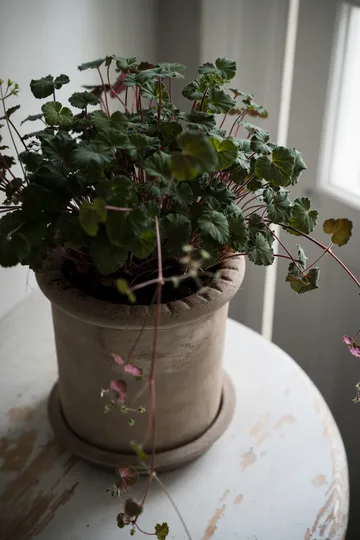 Ernst テラコッタポット 受け皿付き - Ø20x20 cm - ERNST | エルンスト