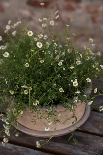 Ernst テラコッタポット 受け皿付き - Ø33x12 cm - ERNST | エルンスト