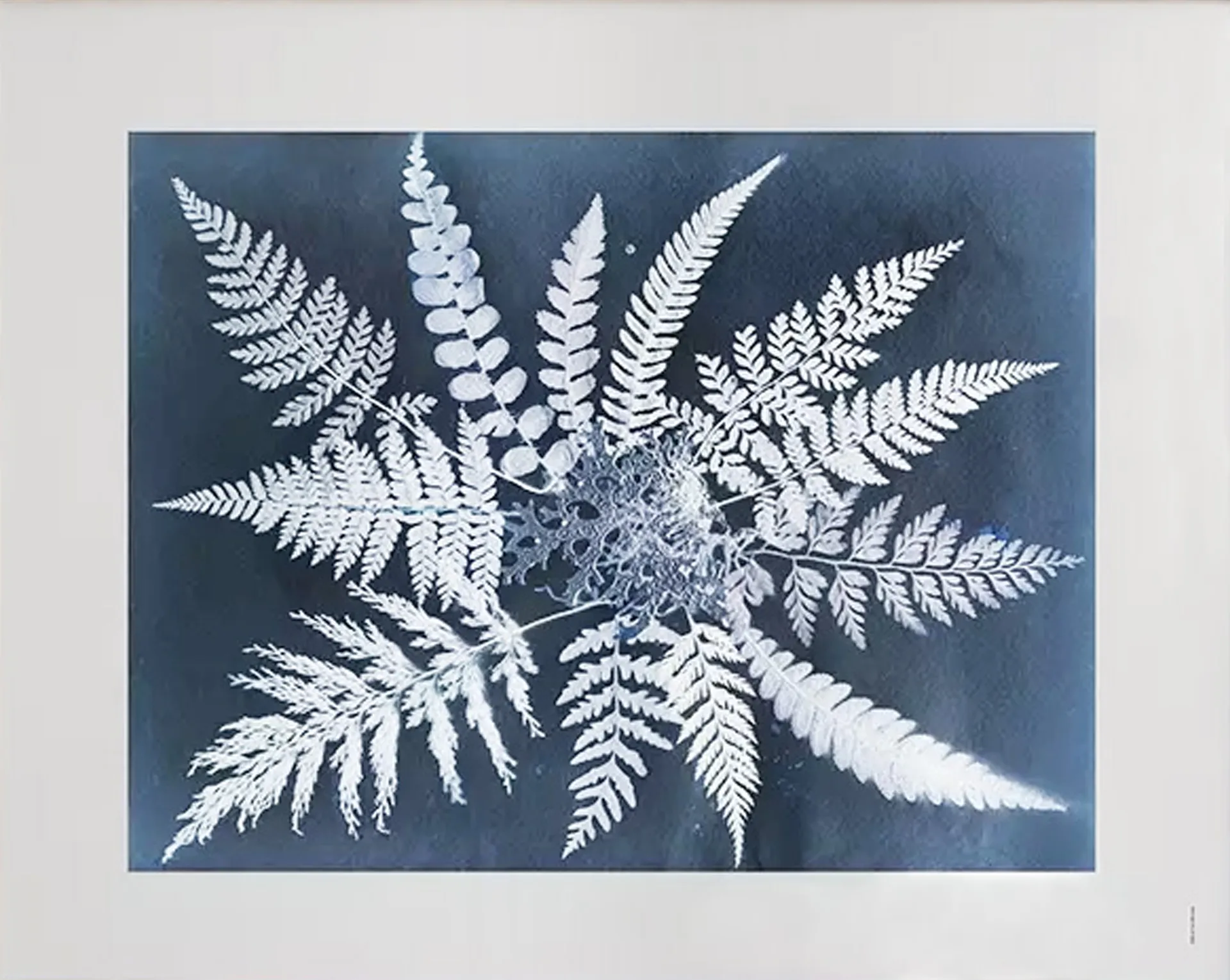 Fern star ポスター, 40x50 cm Fine Little Day | ファインリトルデイ