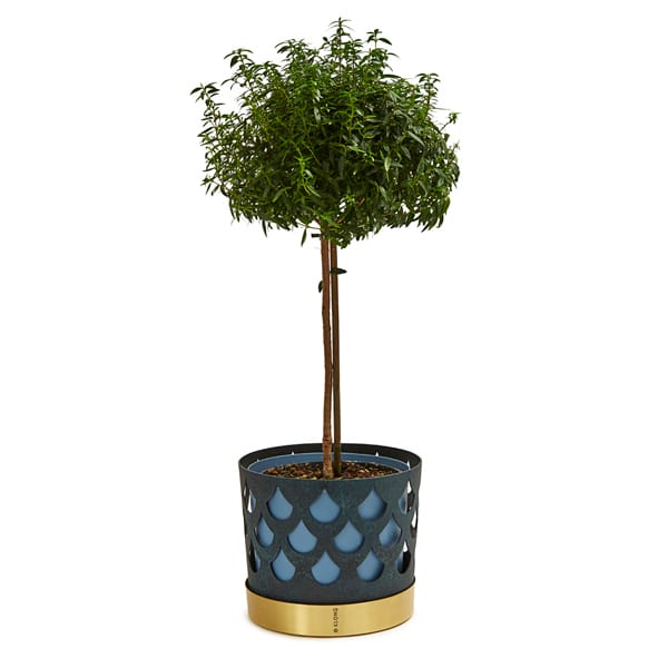 Trio 植木鉢 drop ラージ - blue - KLONG | クロング