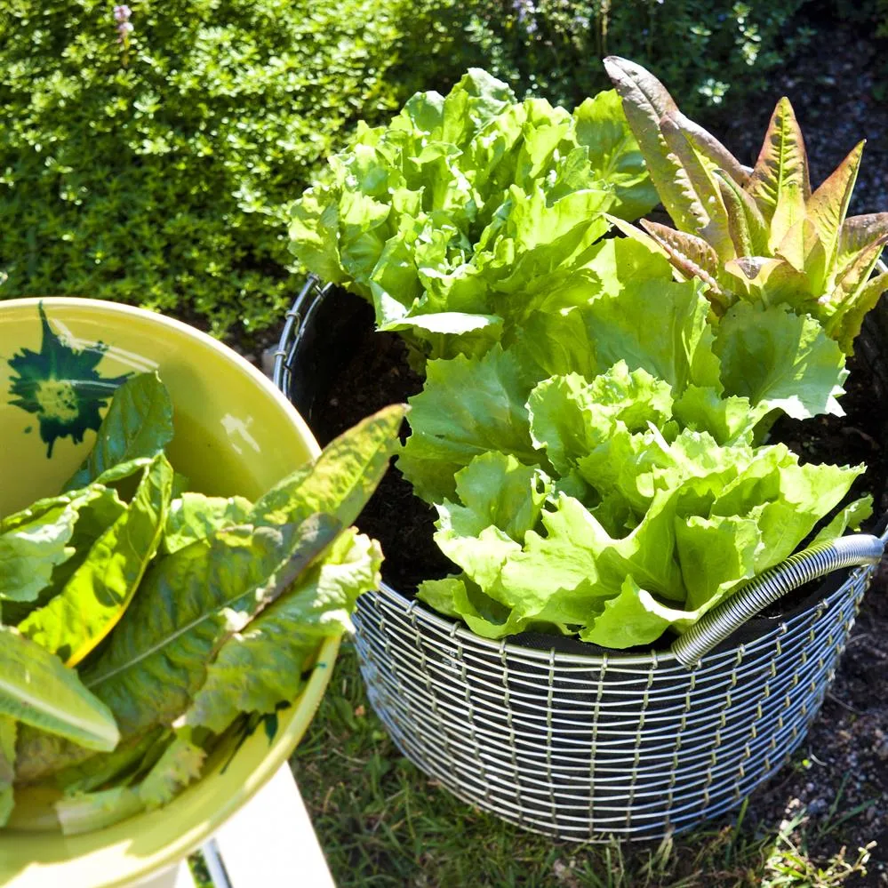 Korbo クラシック 24, acid proof steel KORBO | コルボ