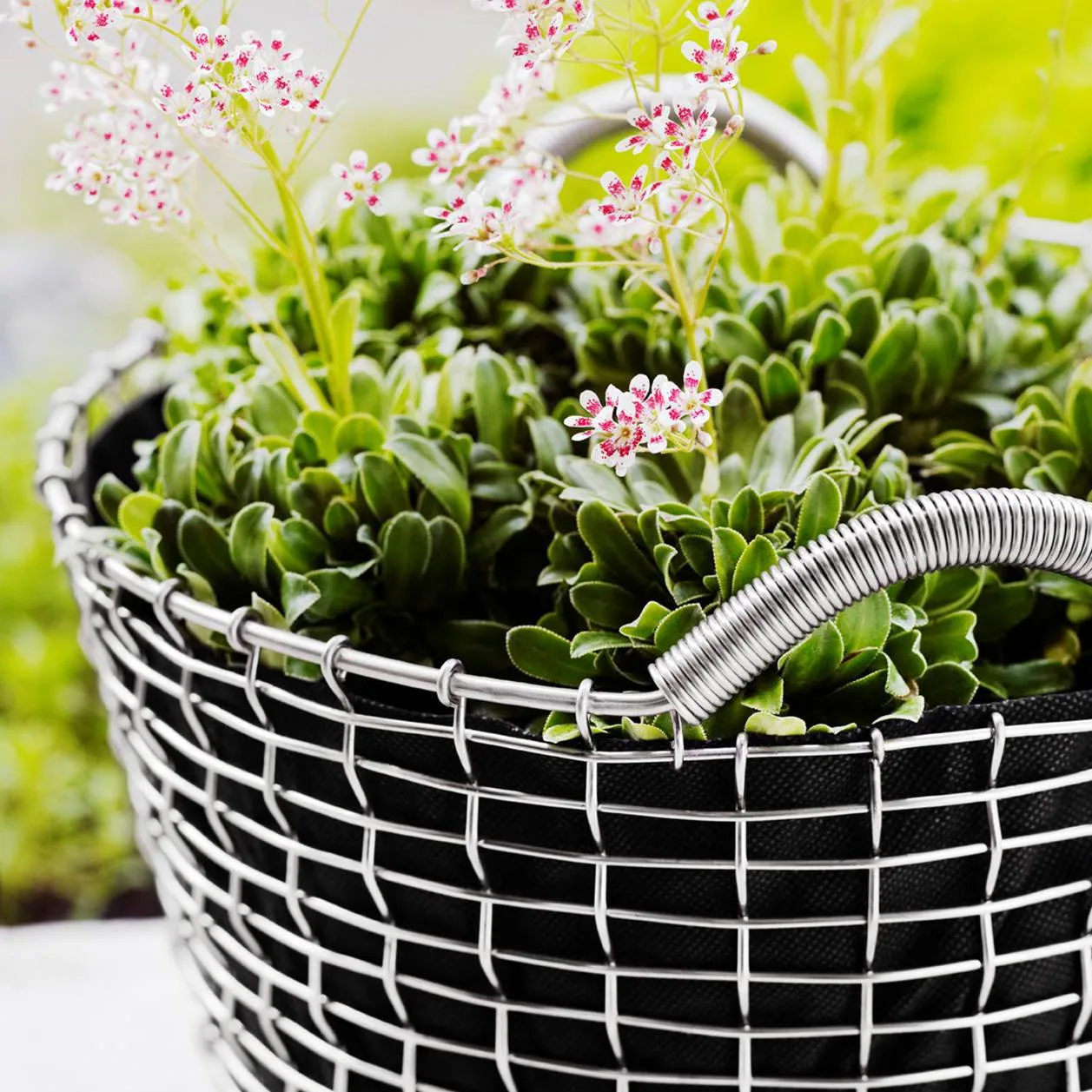 Korbo classic 50, acid proof steel KORBO | コルボ