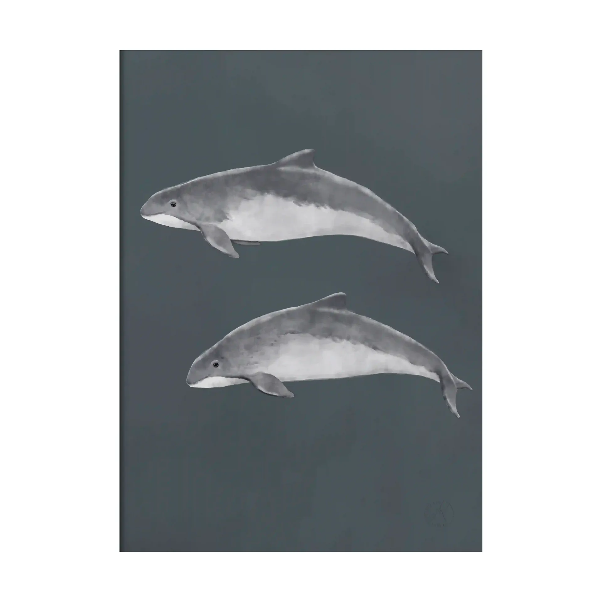 Baltic porpoise ポスター, 50x70 cm Kunskapstavlan®
