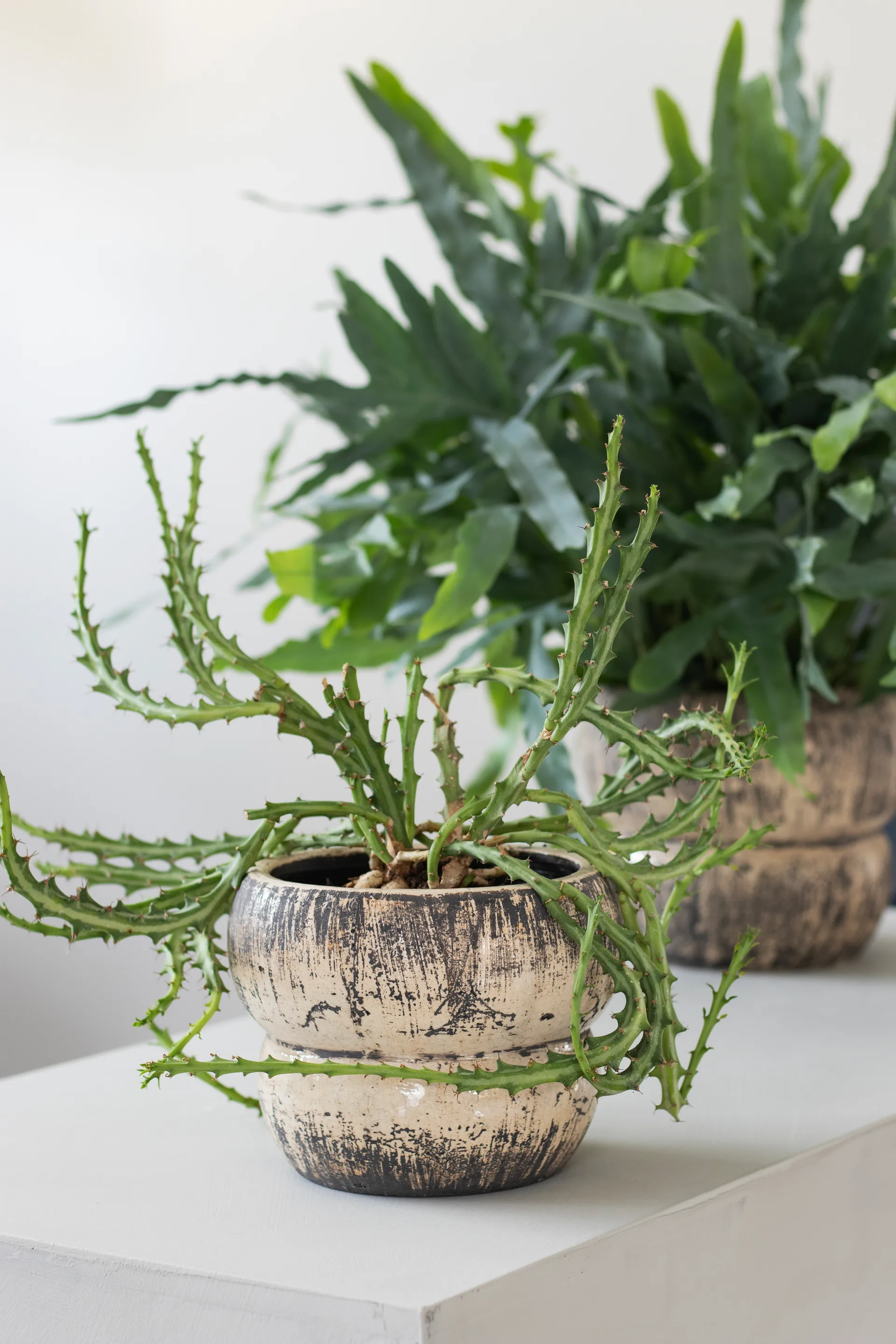Raw 植木鉢 Ø17 cm, Off-white Mette Ditmer | メッテ ディトマー