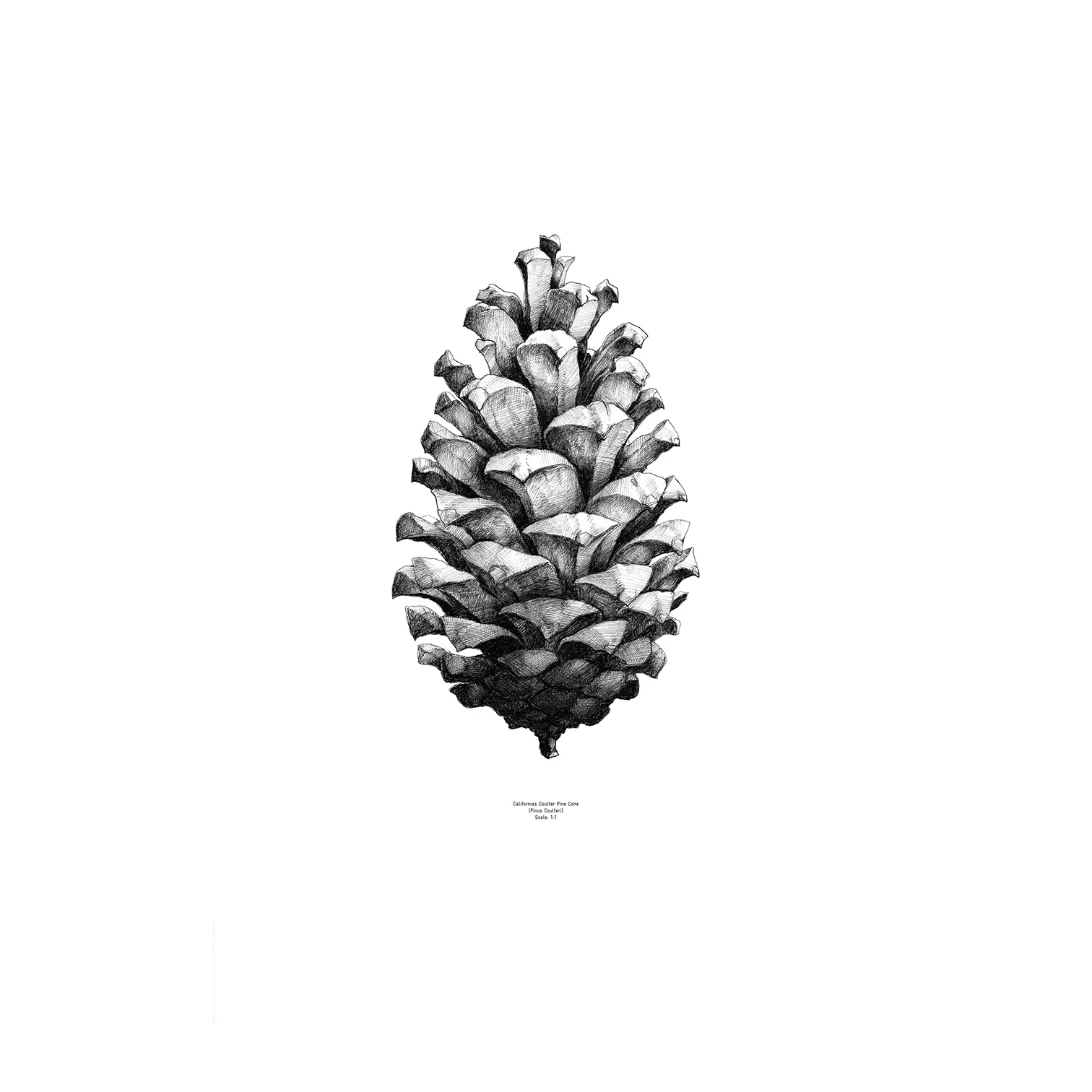 1:1 Pine cone ポスター, white, 50x70 cm Paper Collective | ペーパーコレクティブ