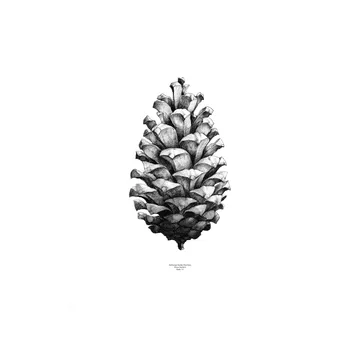 1:1 Pine cone ポスター - white, 50x70 cm - Paper Collective | ペーパーコレクティブ