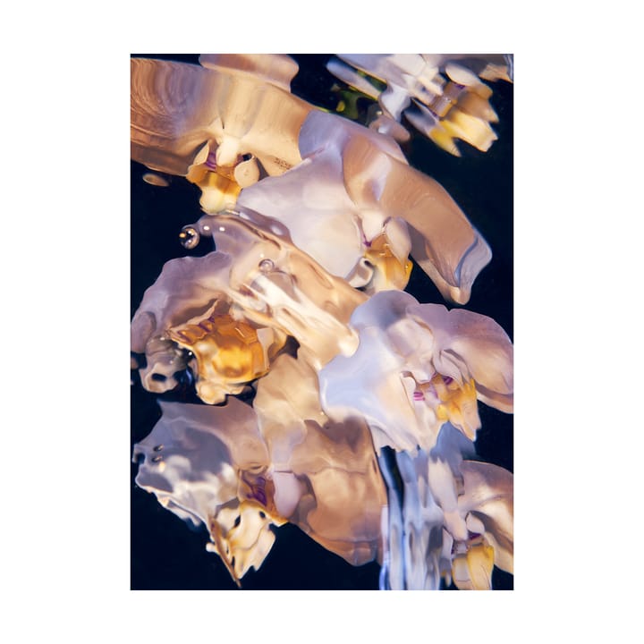 Flora Aquatica 01 ポスター - 50x70 cm - Paper Collective | ペーパーコレクティブ
